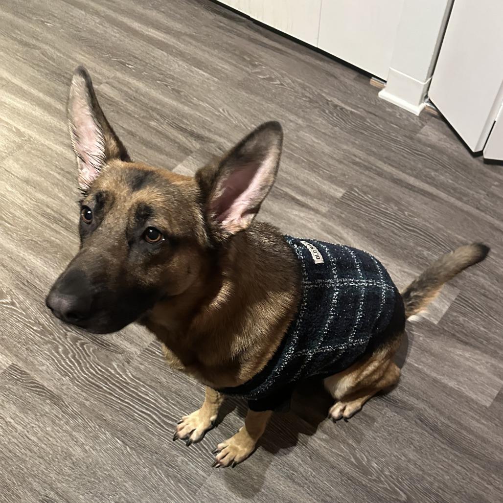 Xena, a Adoptable German Shepherd Dog in Chicago, IL image 6/6