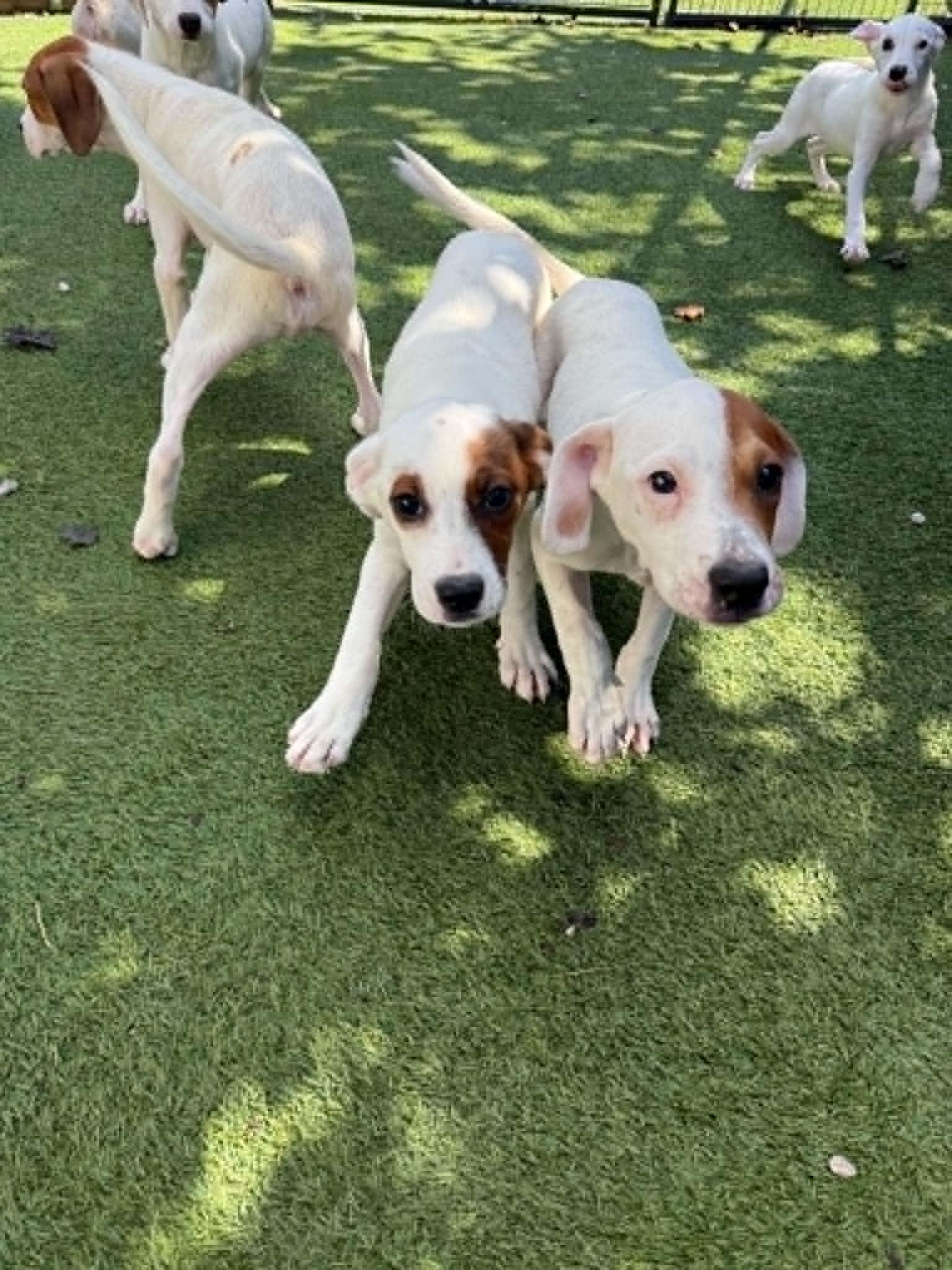 Enlarge Friends Litter, a ADOPTABLE mixed breed in Groton, CT image 5/5