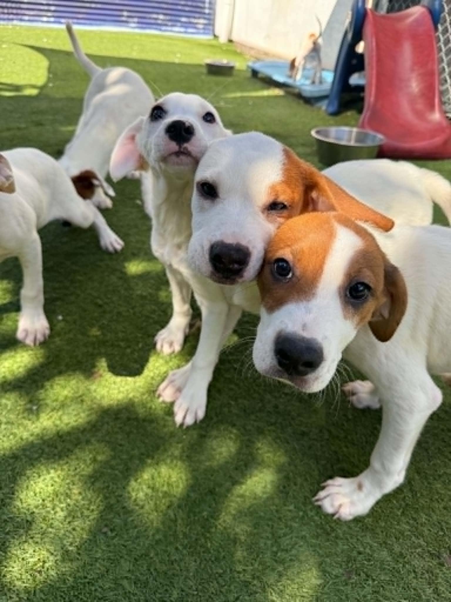 Enlarge Friends Litter, a ADOPTABLE mixed breed in Groton, CT image 3/5