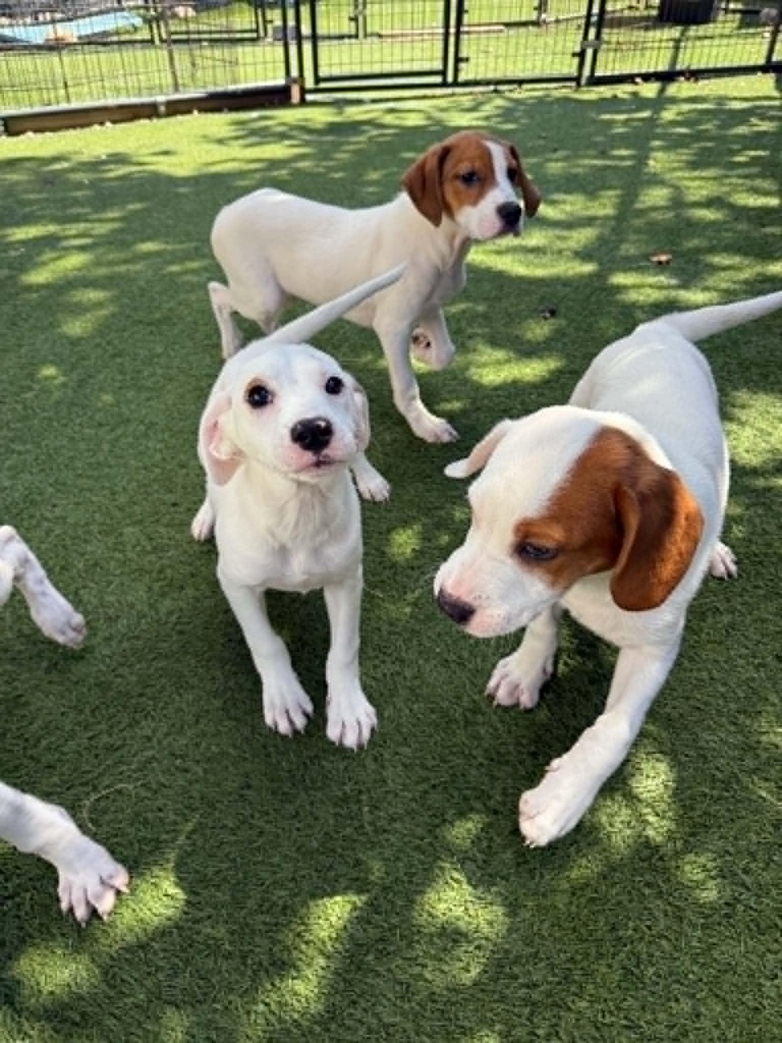 Enlarge Friends Litter, a ADOPTABLE mixed breed in Groton, CT image 4/5