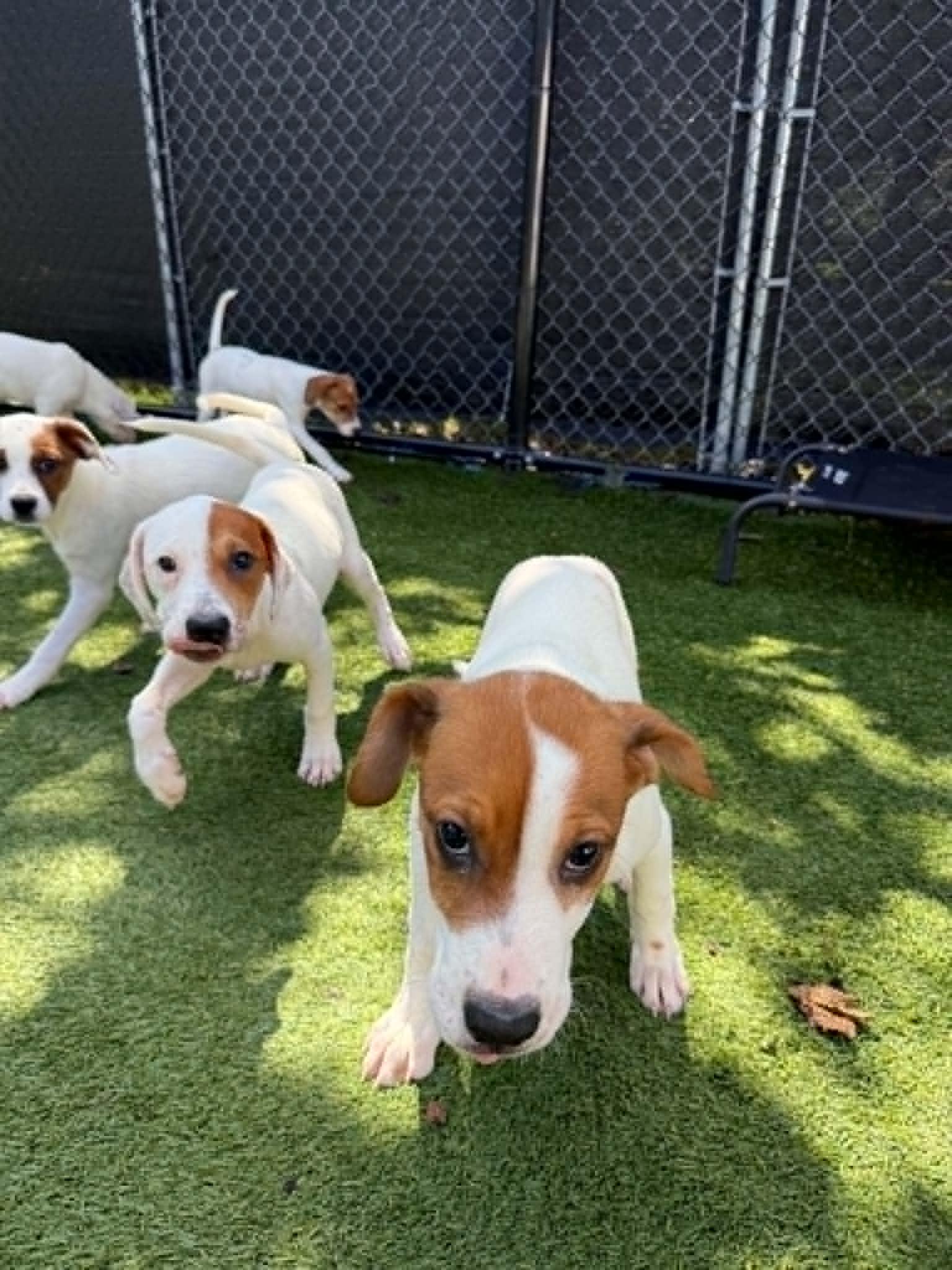 Enlarge Friends Litter, a ADOPTABLE mixed breed in Groton, CT image 2/5