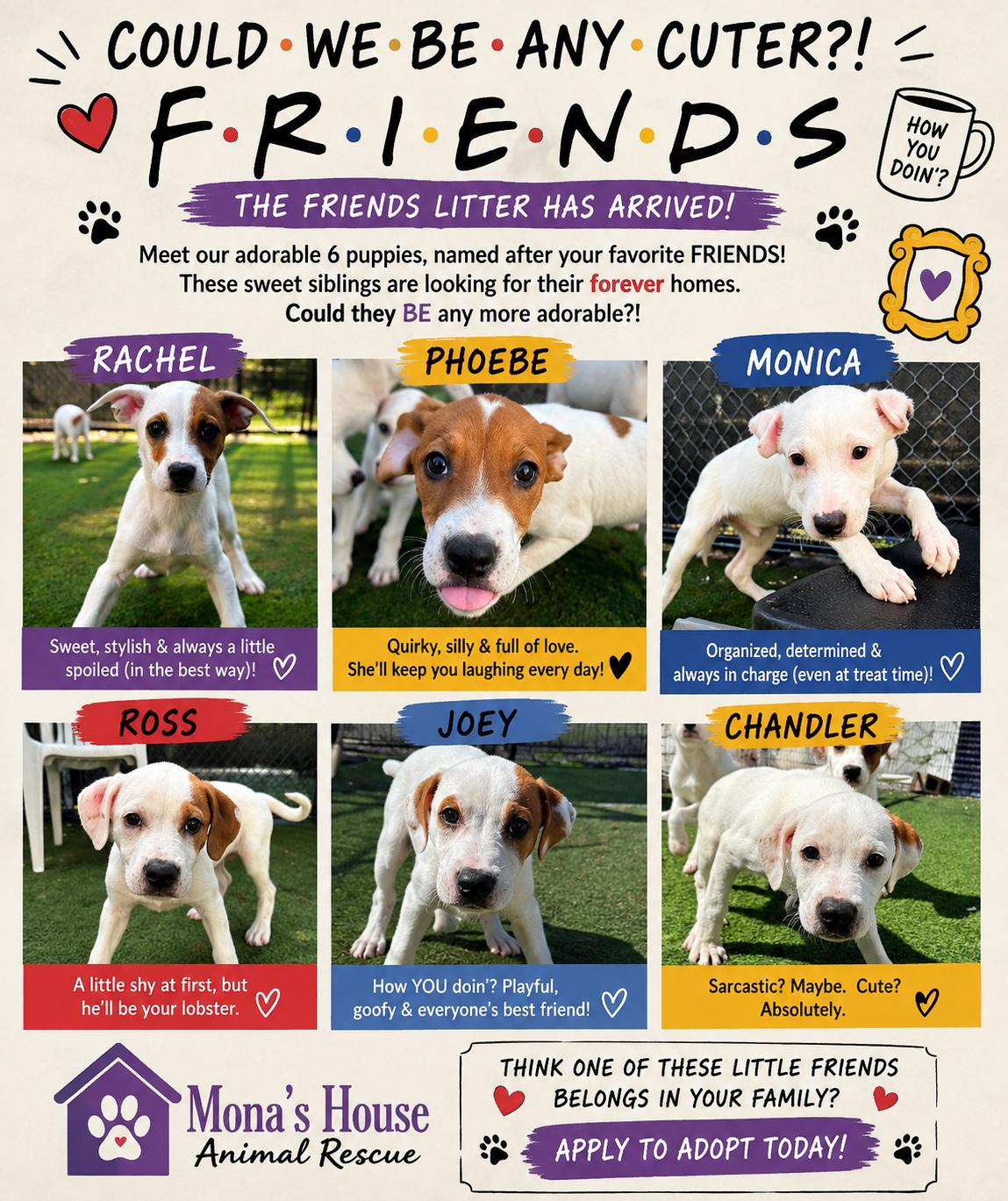 Enlarge Friends Litter, a ADOPTABLE mixed breed in Groton, CT image 1/5