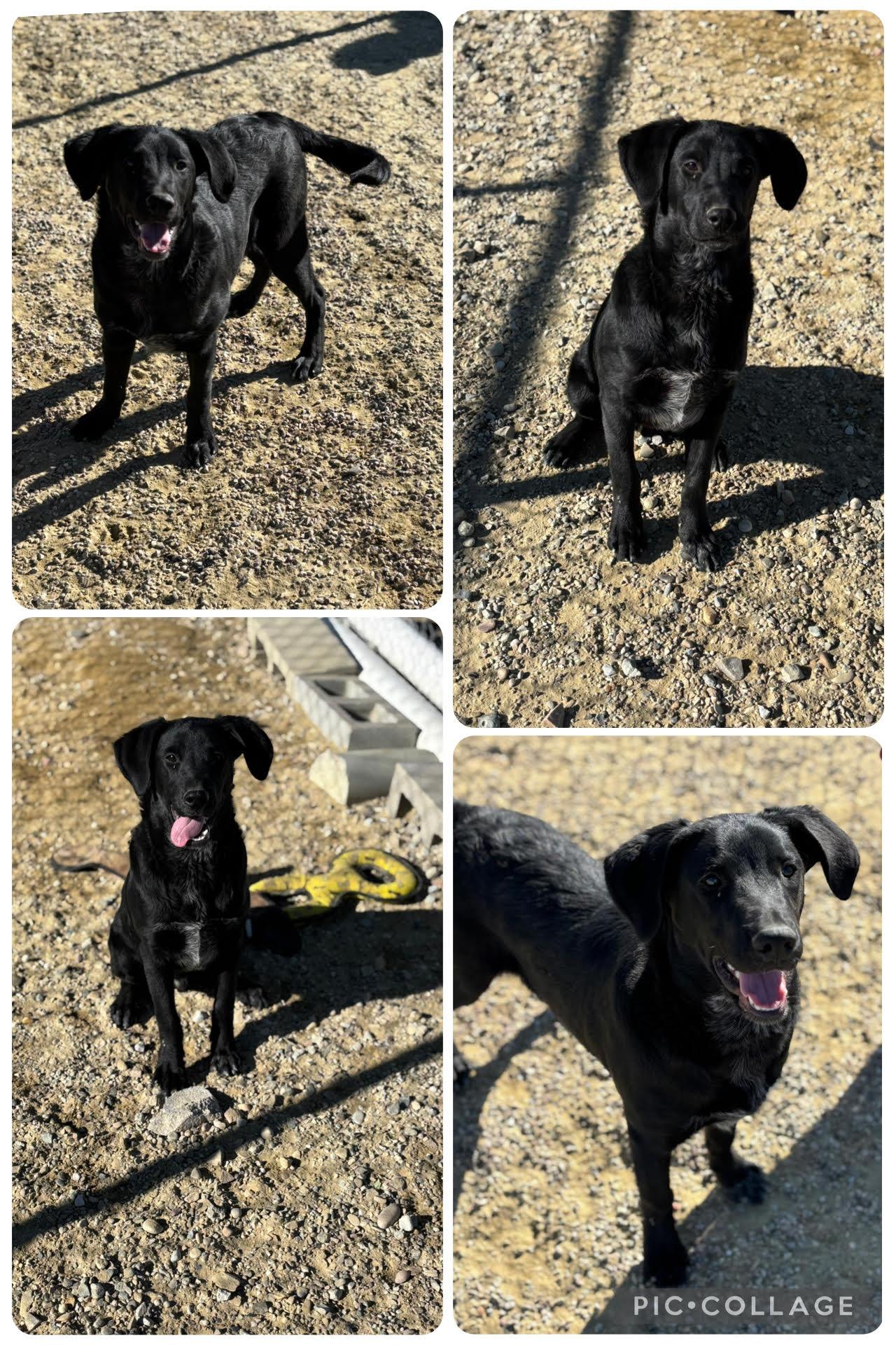 Rio, Adoptable, Young Male Mixed Breed.