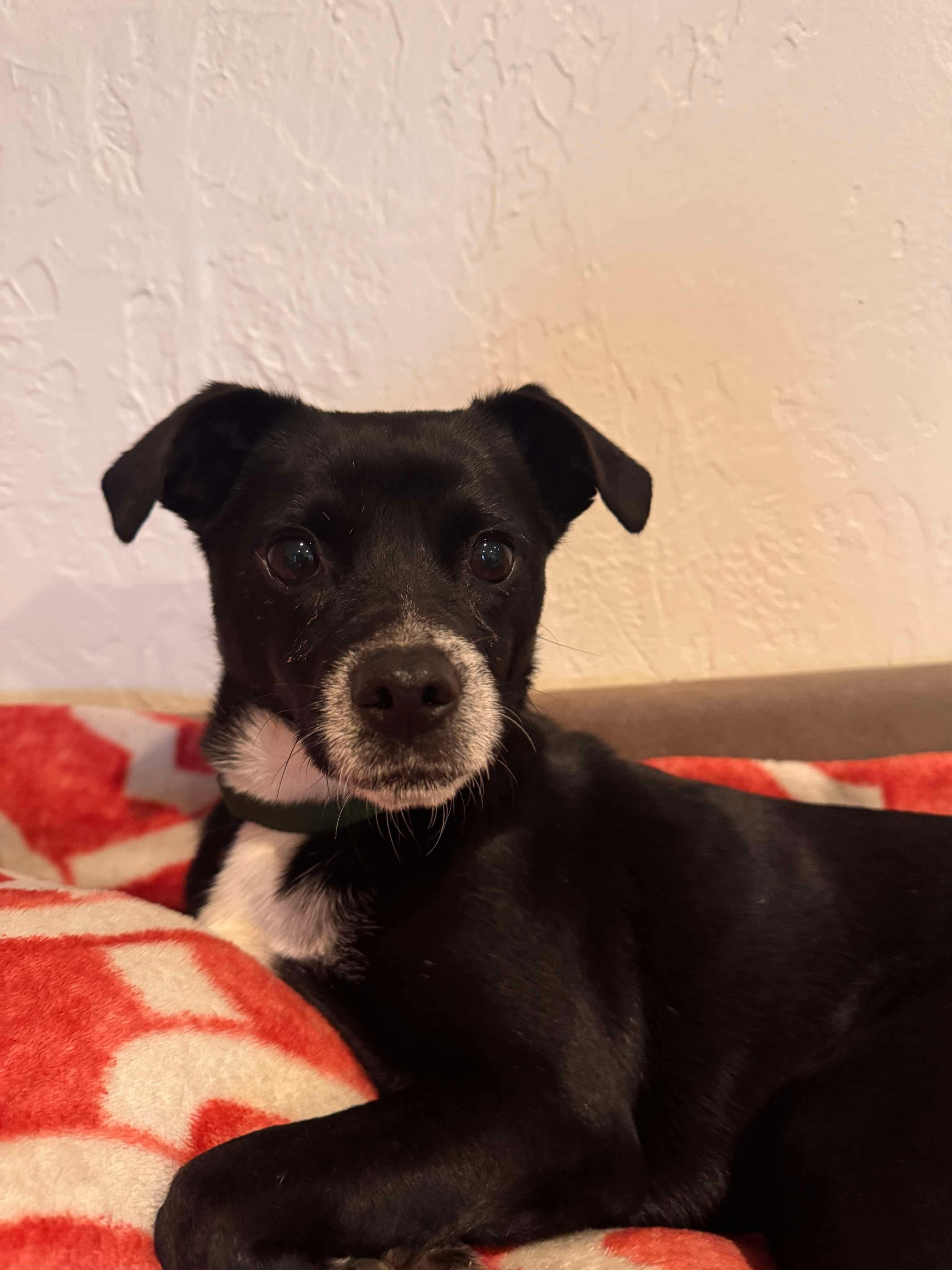 Enlarge Shadow, a Adopted mixed breed in Anna, TX image 1/6