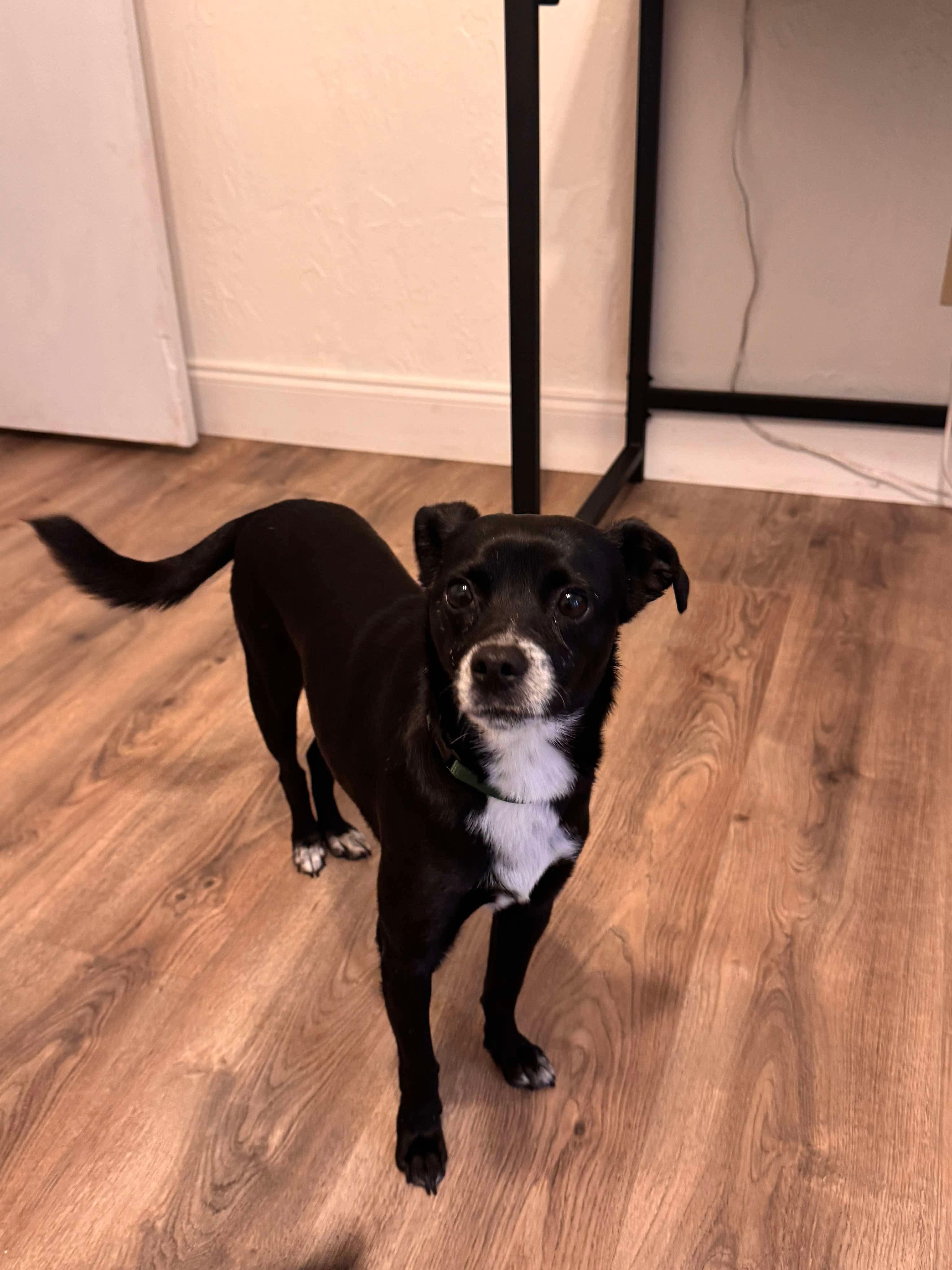 Enlarge Shadow, a Adopted mixed breed in Anna, TX image 5/6