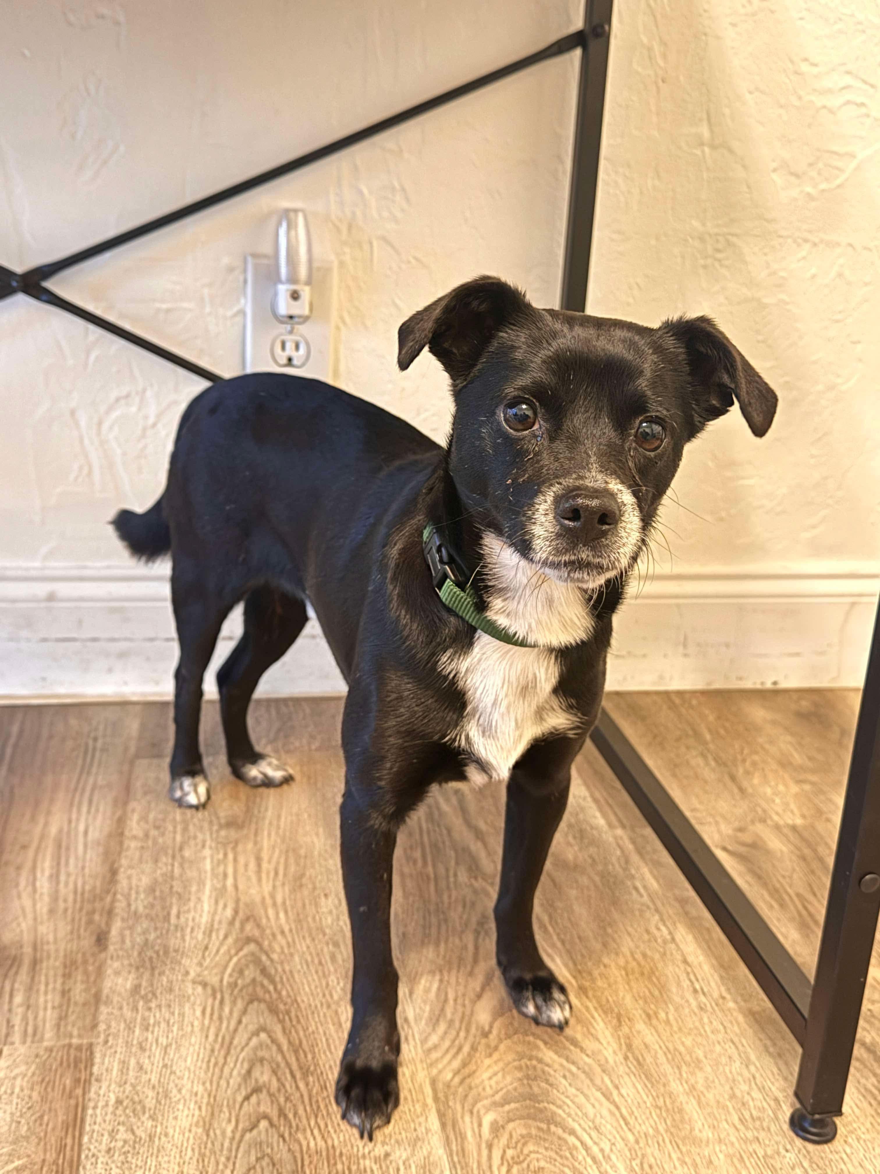 Enlarge Shadow, a Adopted mixed breed in Anna, TX image 4/6