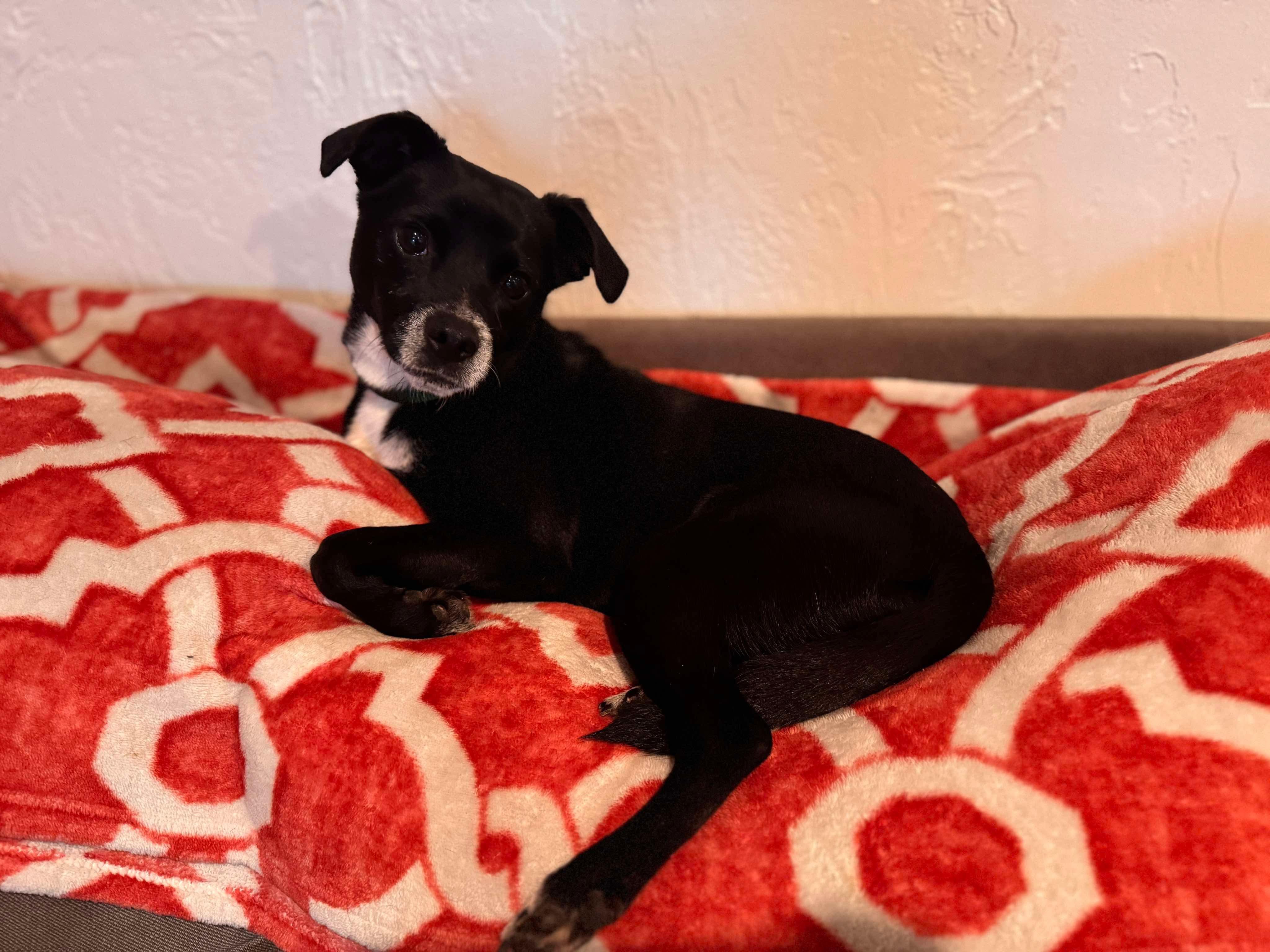 Enlarge Shadow, a Adopted mixed breed in Anna, TX image 6/6