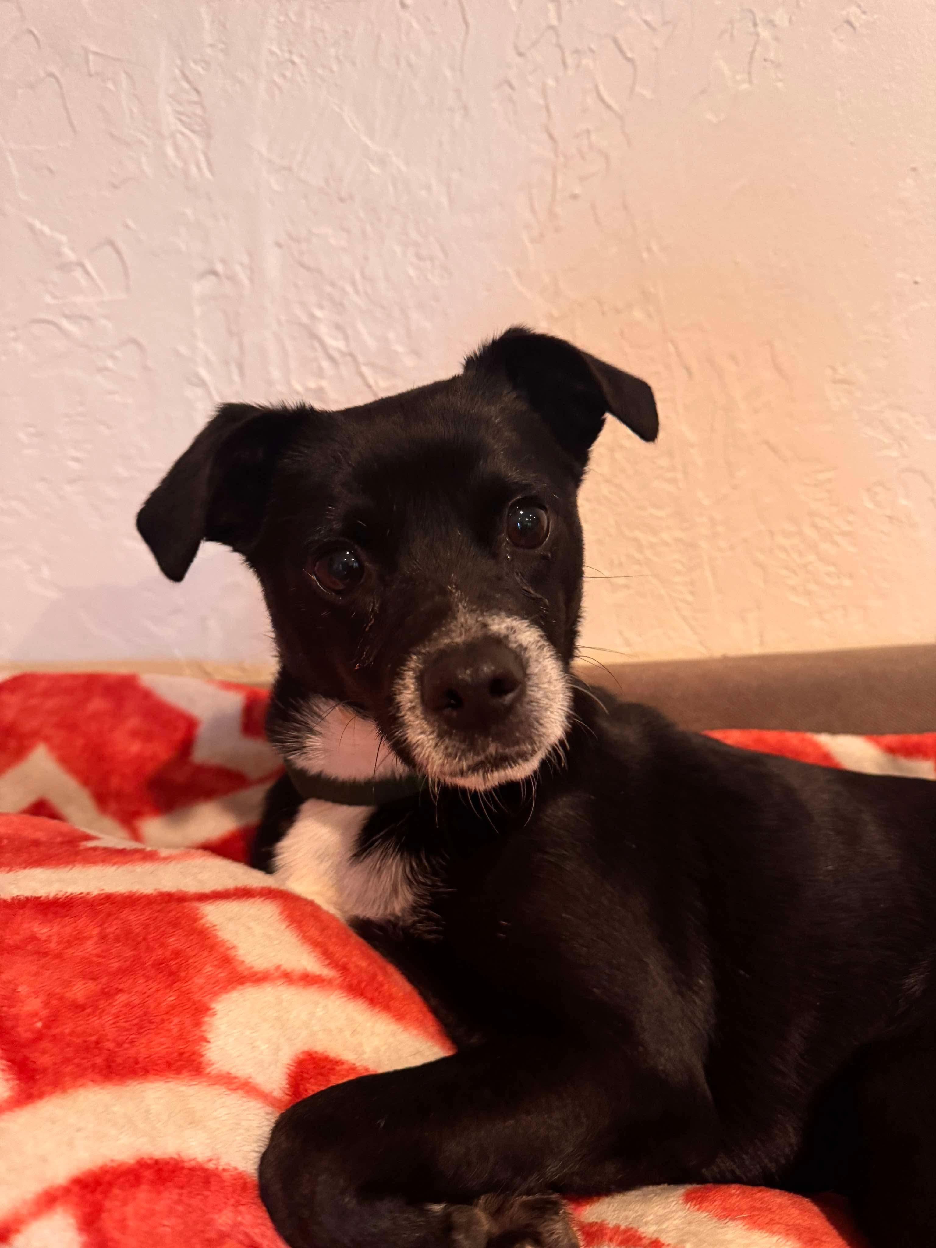 Enlarge Shadow, a Adopted mixed breed in Anna, TX image 3/6