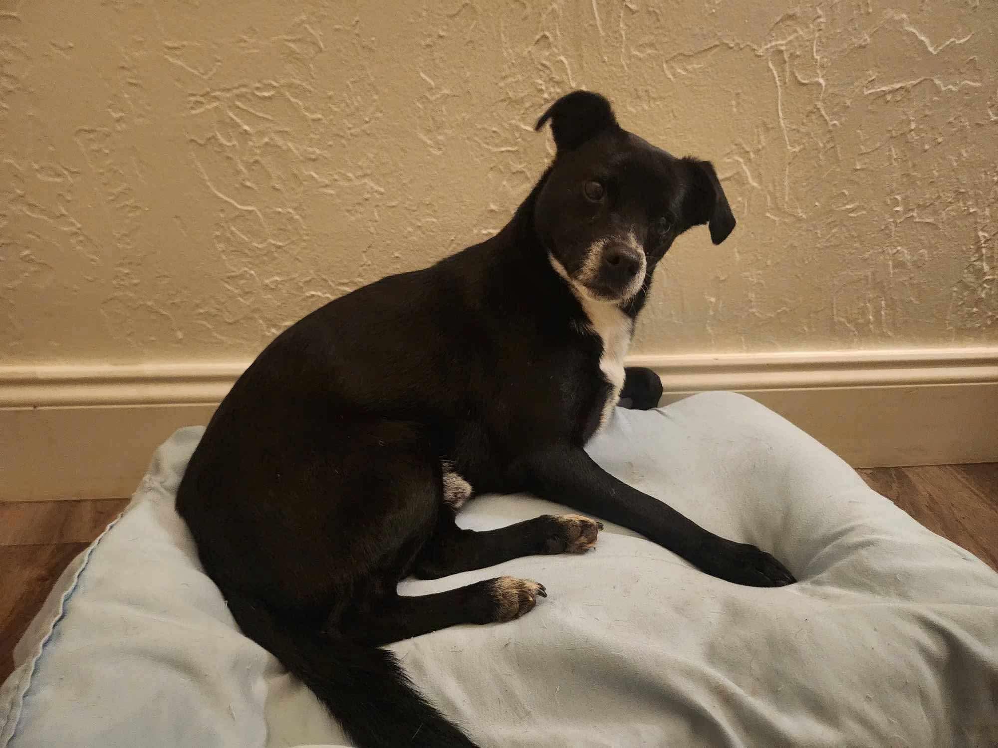 Enlarge Shadow, a Adopted mixed breed in Anna, TX image 2/6