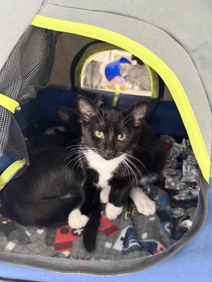 Osgood, Adoptable, Kitten Male Domestic Short Hair & Domestic Short Hair.