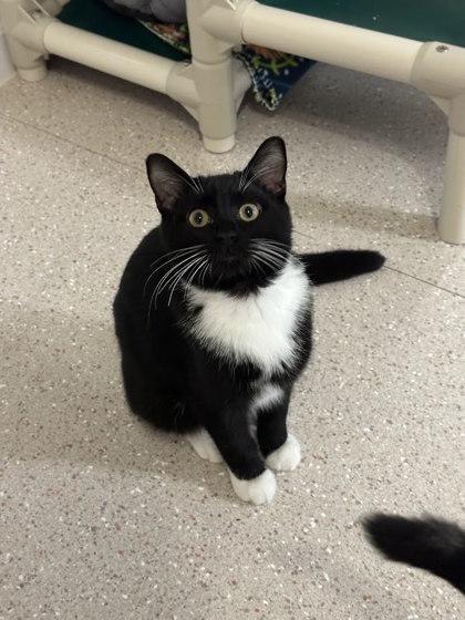 Enlarge Osgood, a Adoptable mixed breed in Winona, MN image 2/3