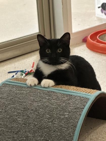 Enlarge Osgood, a Adoptable mixed breed in Winona, MN image 3/3