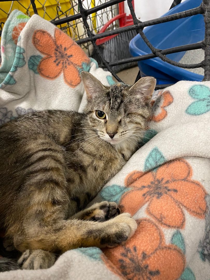 Ms. Hazel, Young Female Tabby