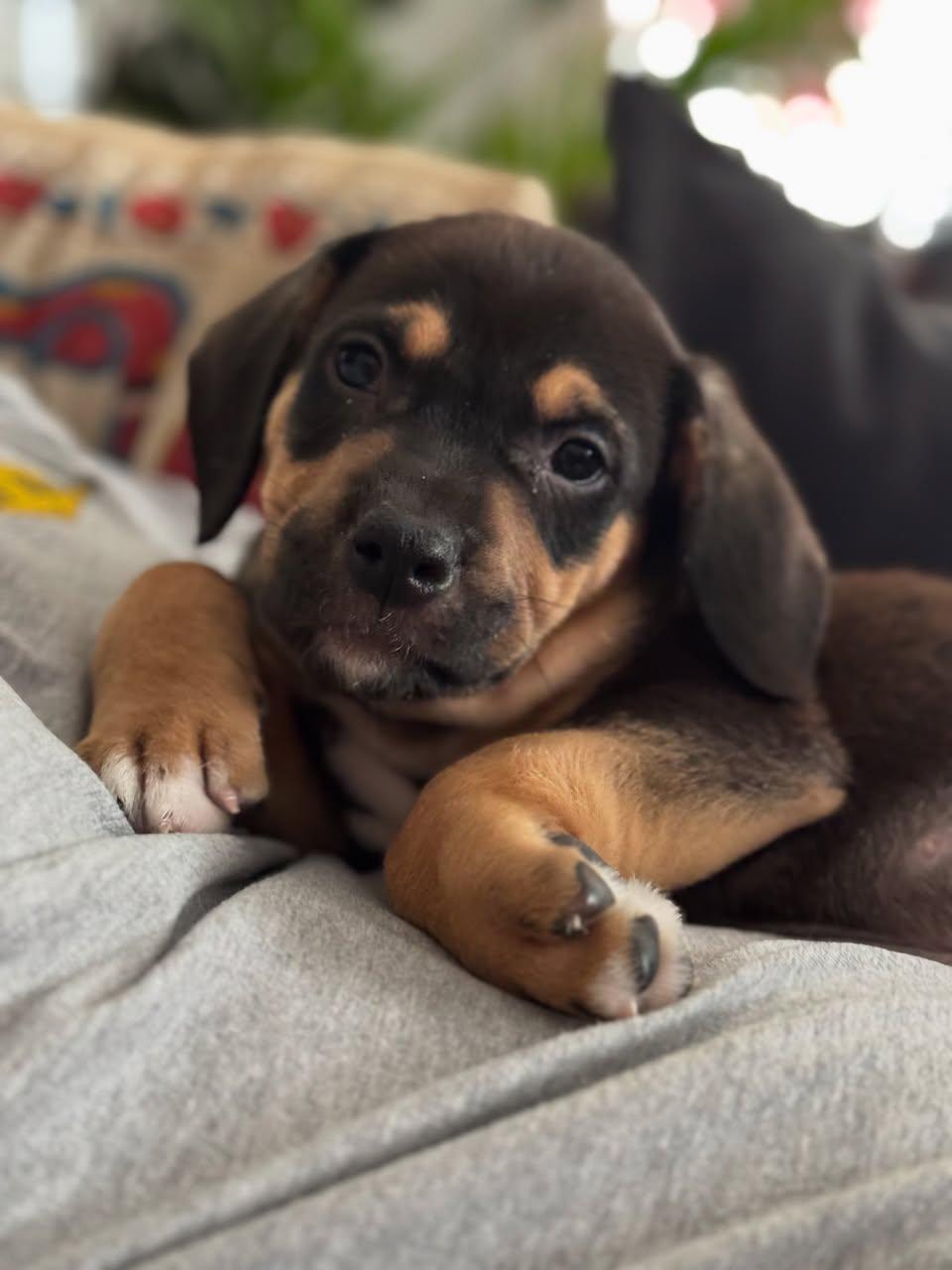 Claude Monet, an adopted mixed breed in Memphis, TN image 2/4