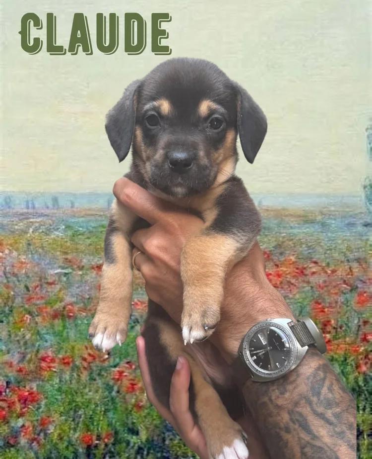 Claude Monet, adopted, Puppy Male Mixed Breed.