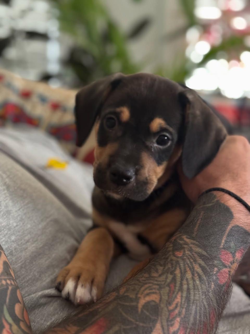 Claude Monet, an adopted mixed breed in Memphis, TN image 4/4