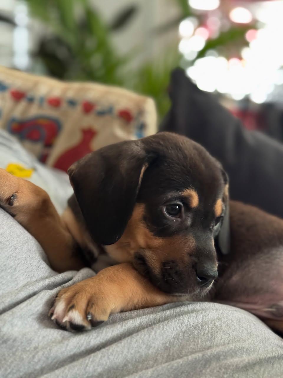 Claude Monet, an adopted mixed breed in Memphis, TN image 3/4