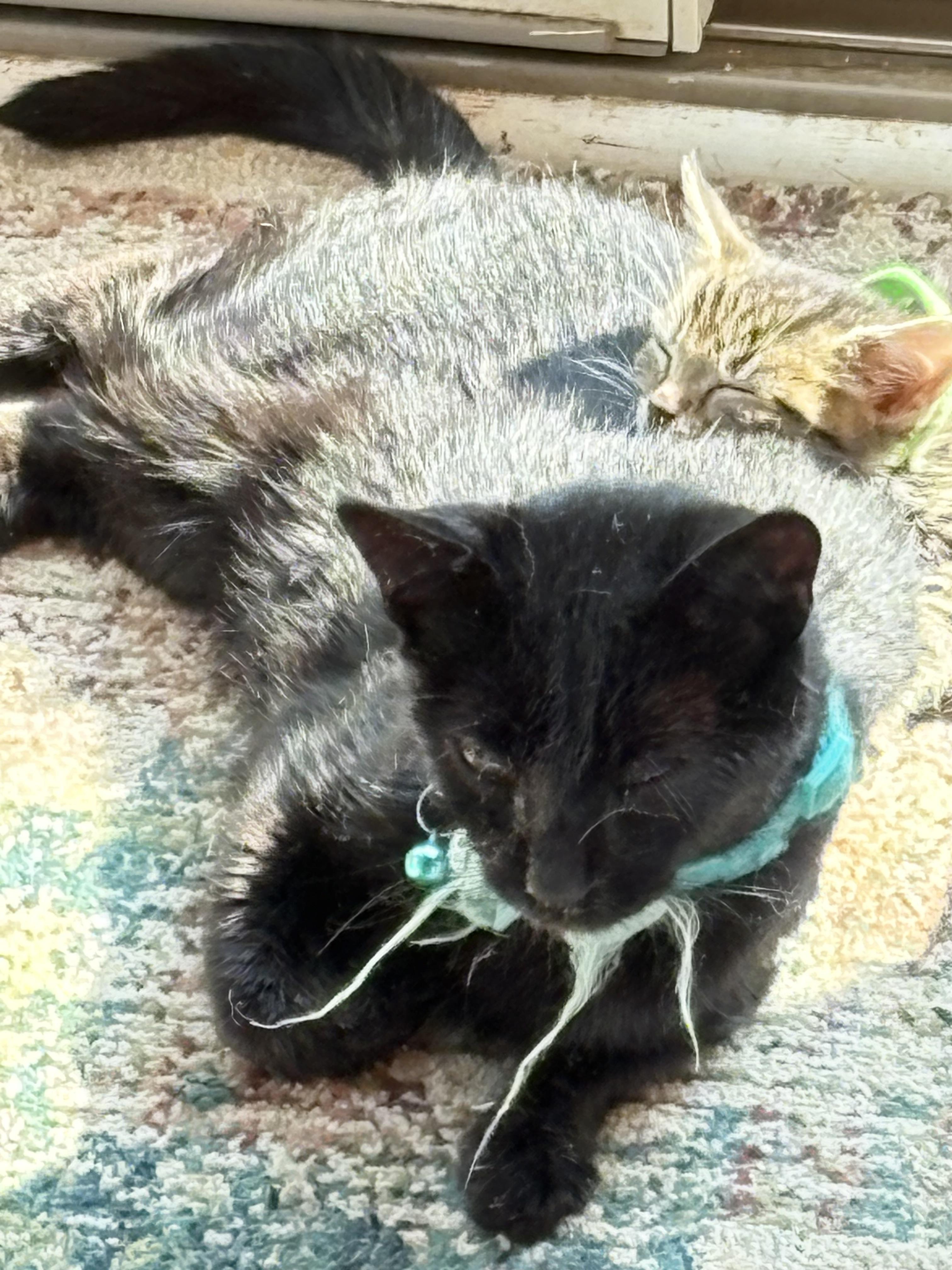 Enlarge Fire, a Adopted Domestic Short Hair in Flushing, MI image 1/2