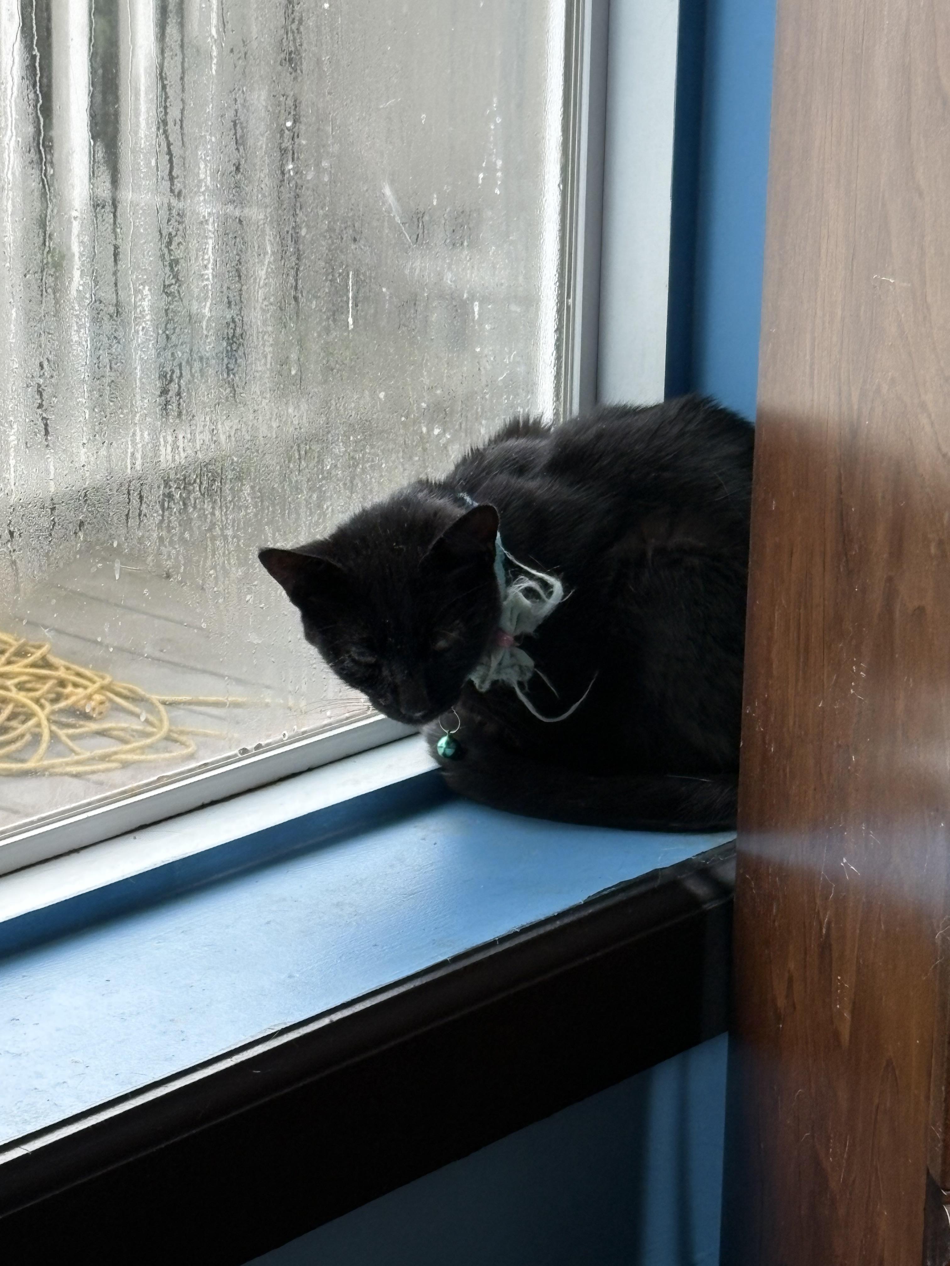 Enlarge Fire, a Adopted Domestic Short Hair in Flushing, MI image 2/2