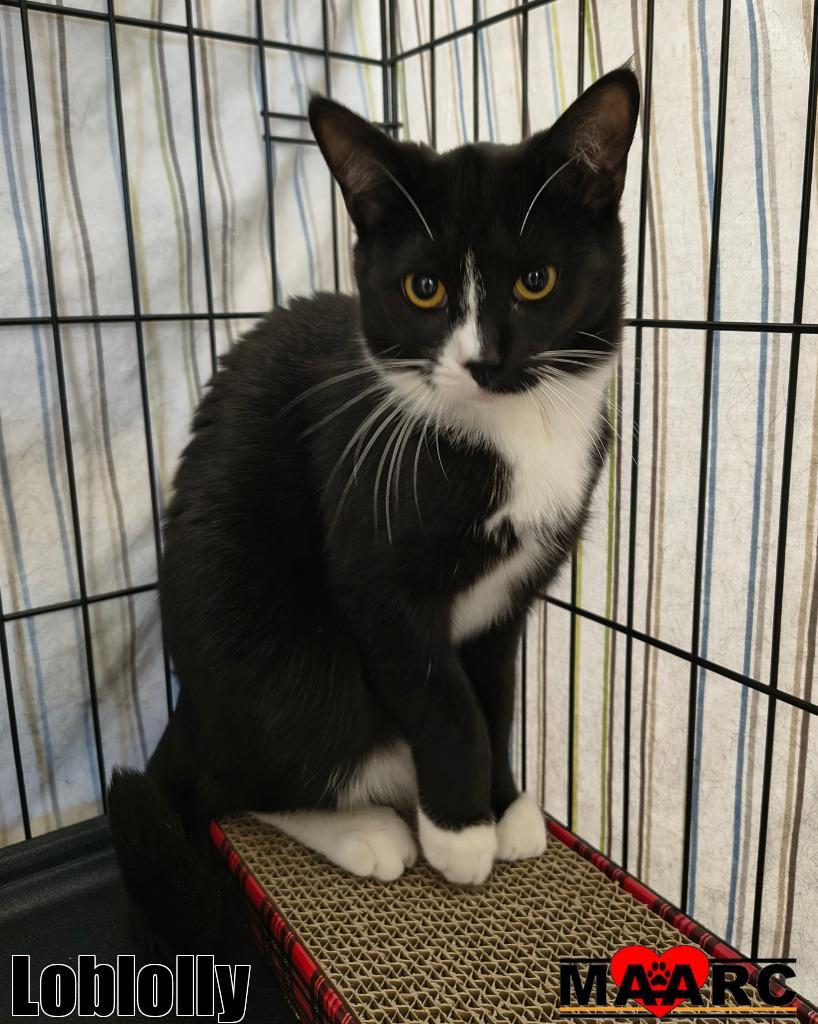 Loblolly, Adoptable, Young Female Domestic Short Hair.