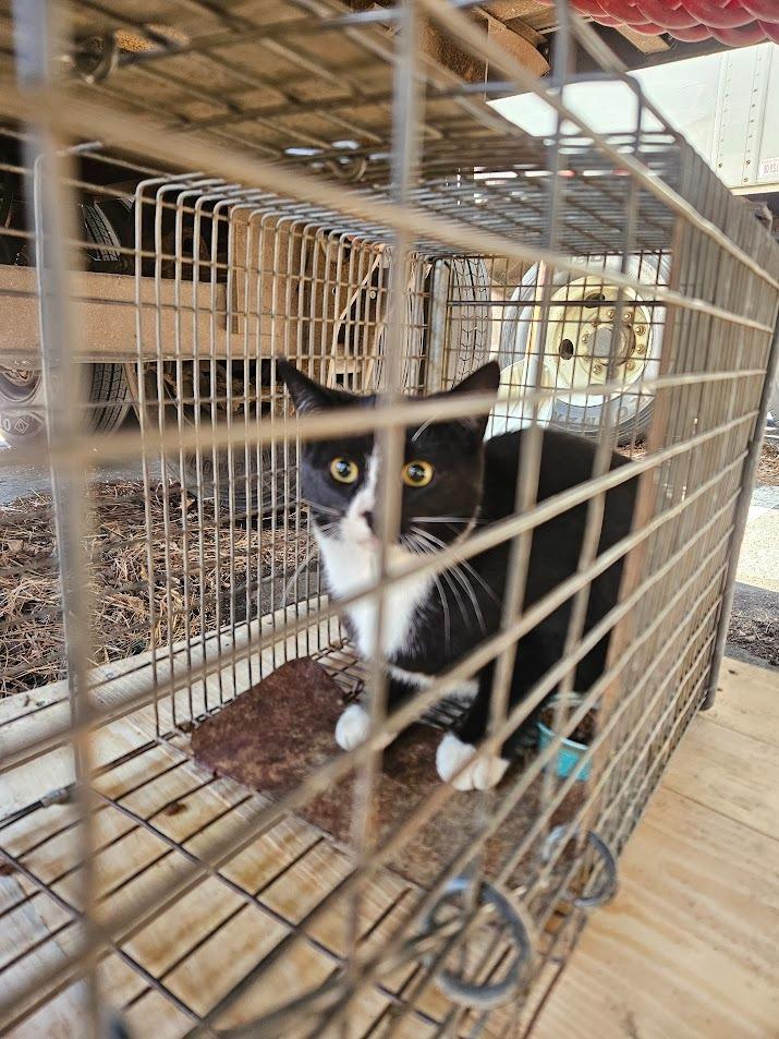 Loblolly, Adoptable, Young Female Domestic Short Hair.