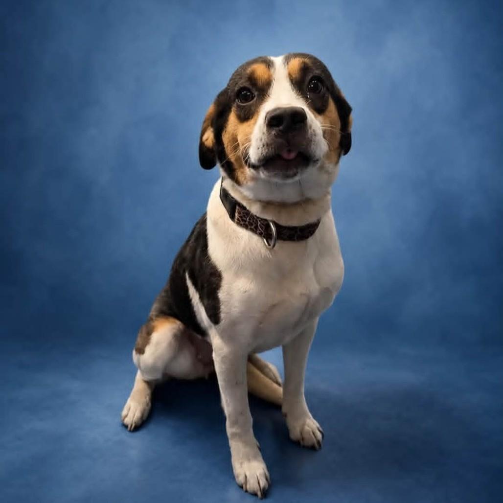 Enlarge Bronco, an adopted mixed breed in Anderson, TX image 1/1