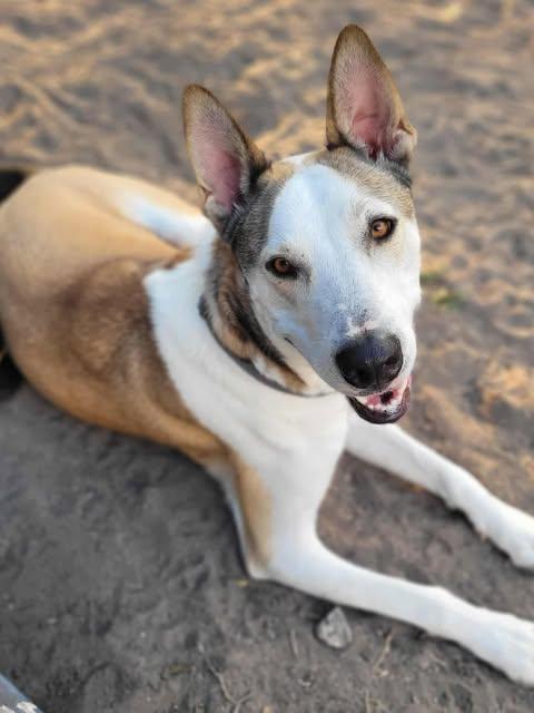 Kentucky, ADOPTABLE, Young Male Husky & Shepherd.