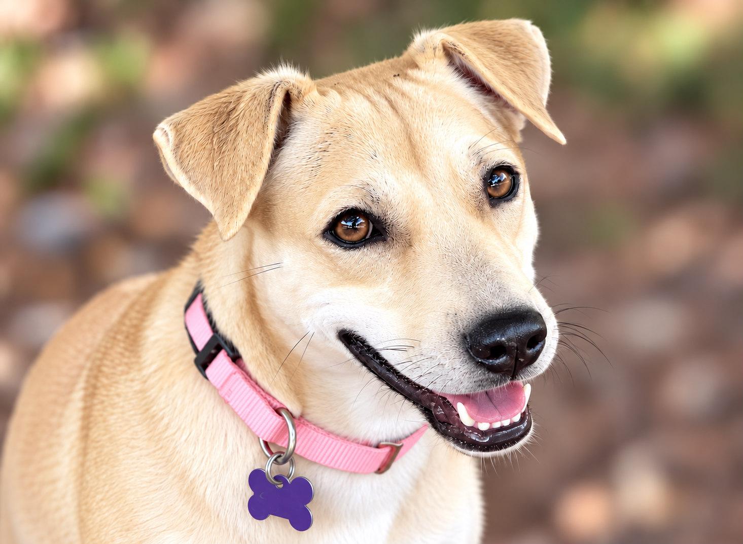 Raelyn, Adoptable, Young Female Black Mouth Cur & Beagle.
