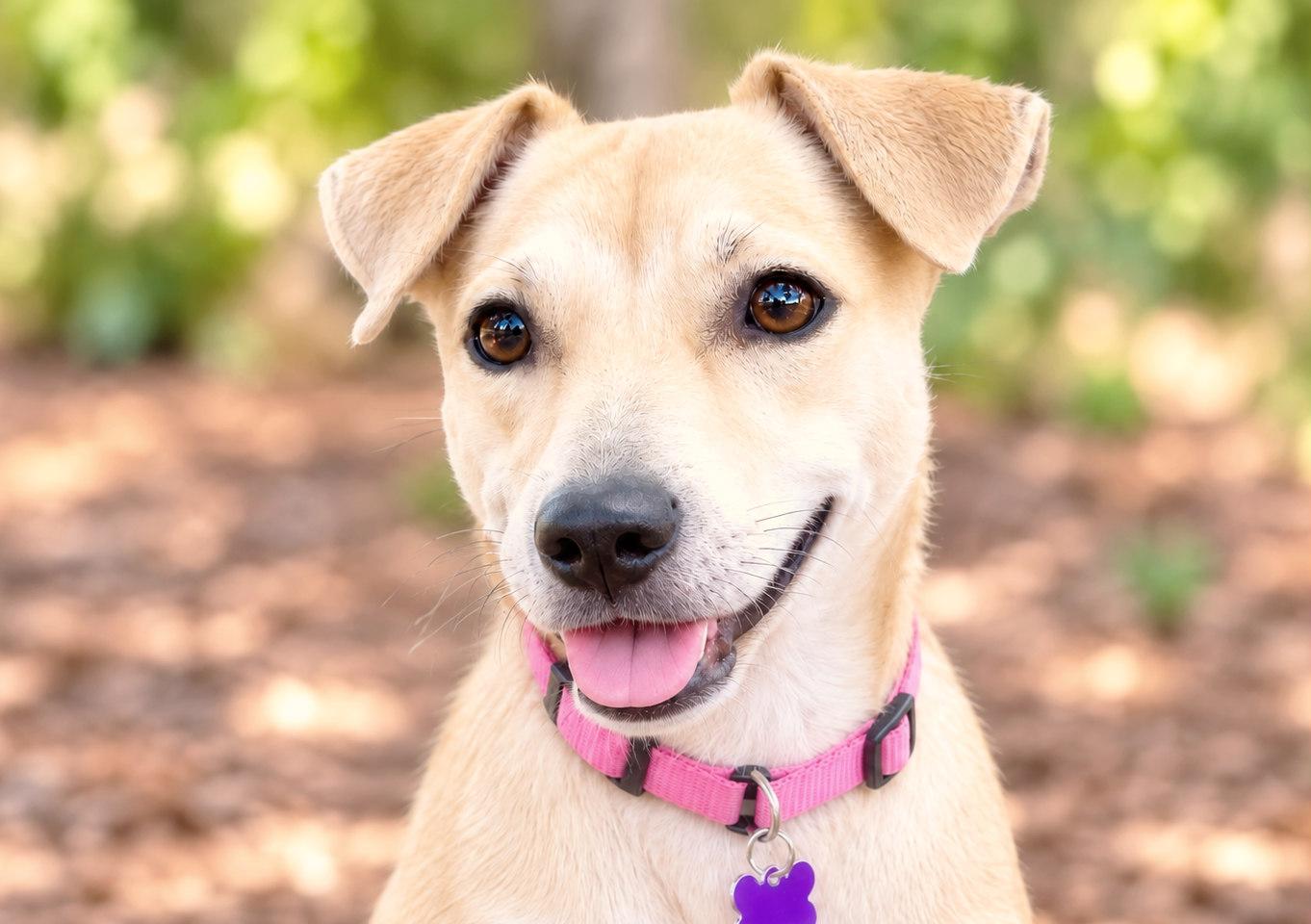 Enlarge Raelyn, a Adoptable mixed breed in Boerne, TX image 4/5