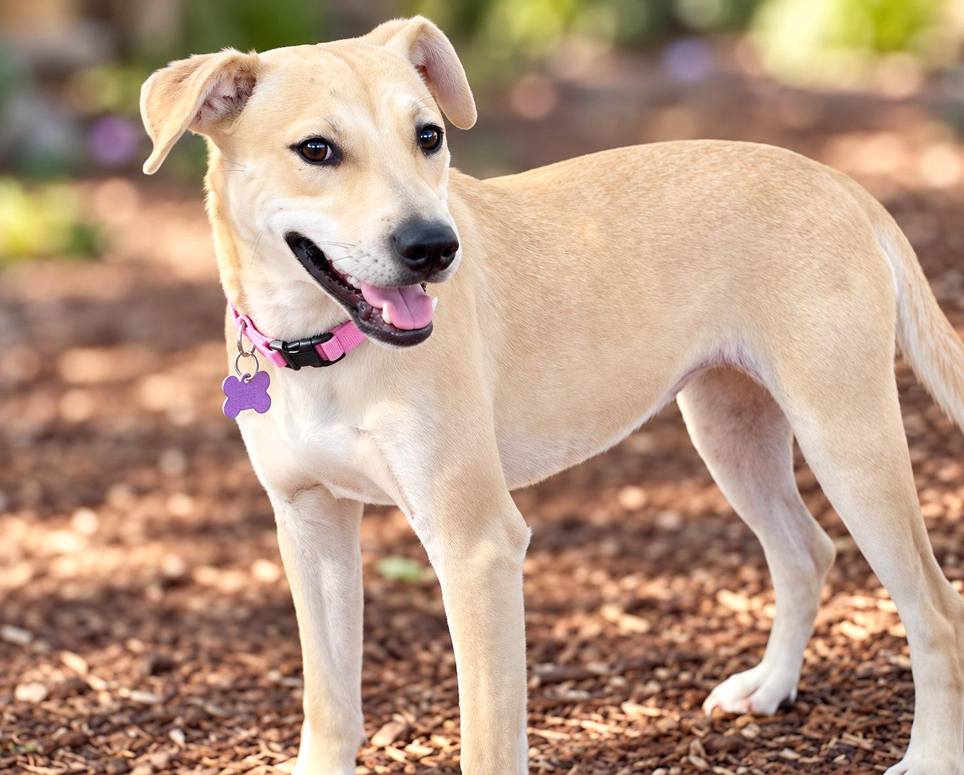 Enlarge Raelyn, a Adoptable mixed breed in Boerne, TX image 3/5