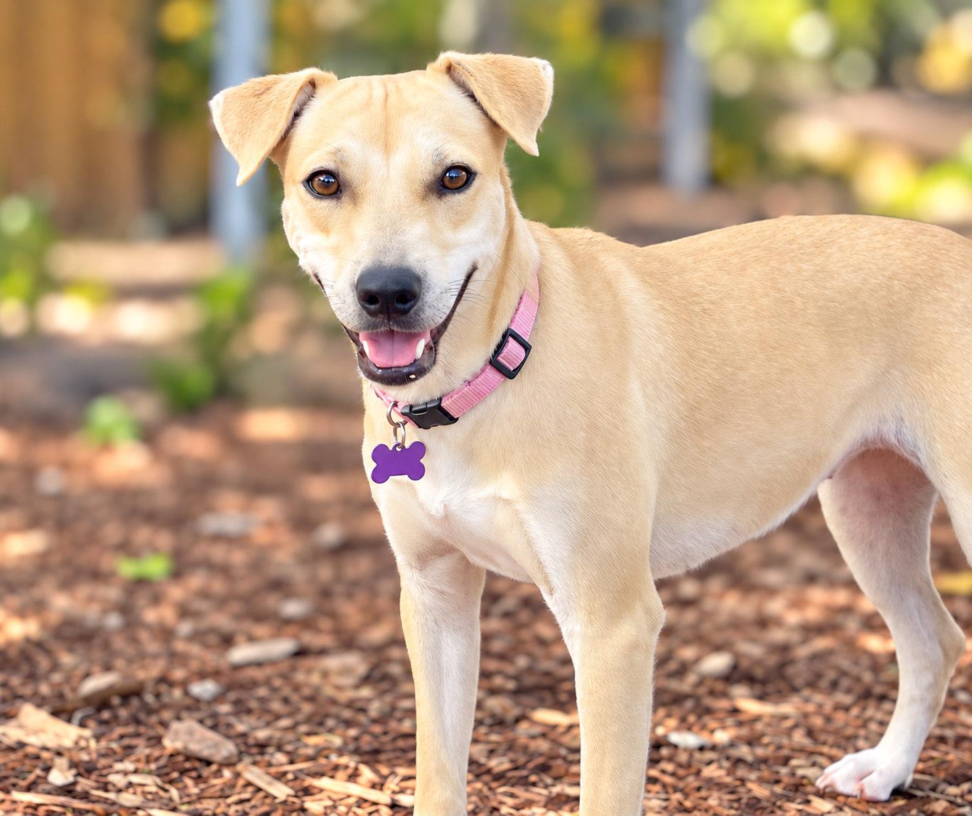 Enlarge Raelyn, a Adoptable mixed breed in Boerne, TX image 2/5