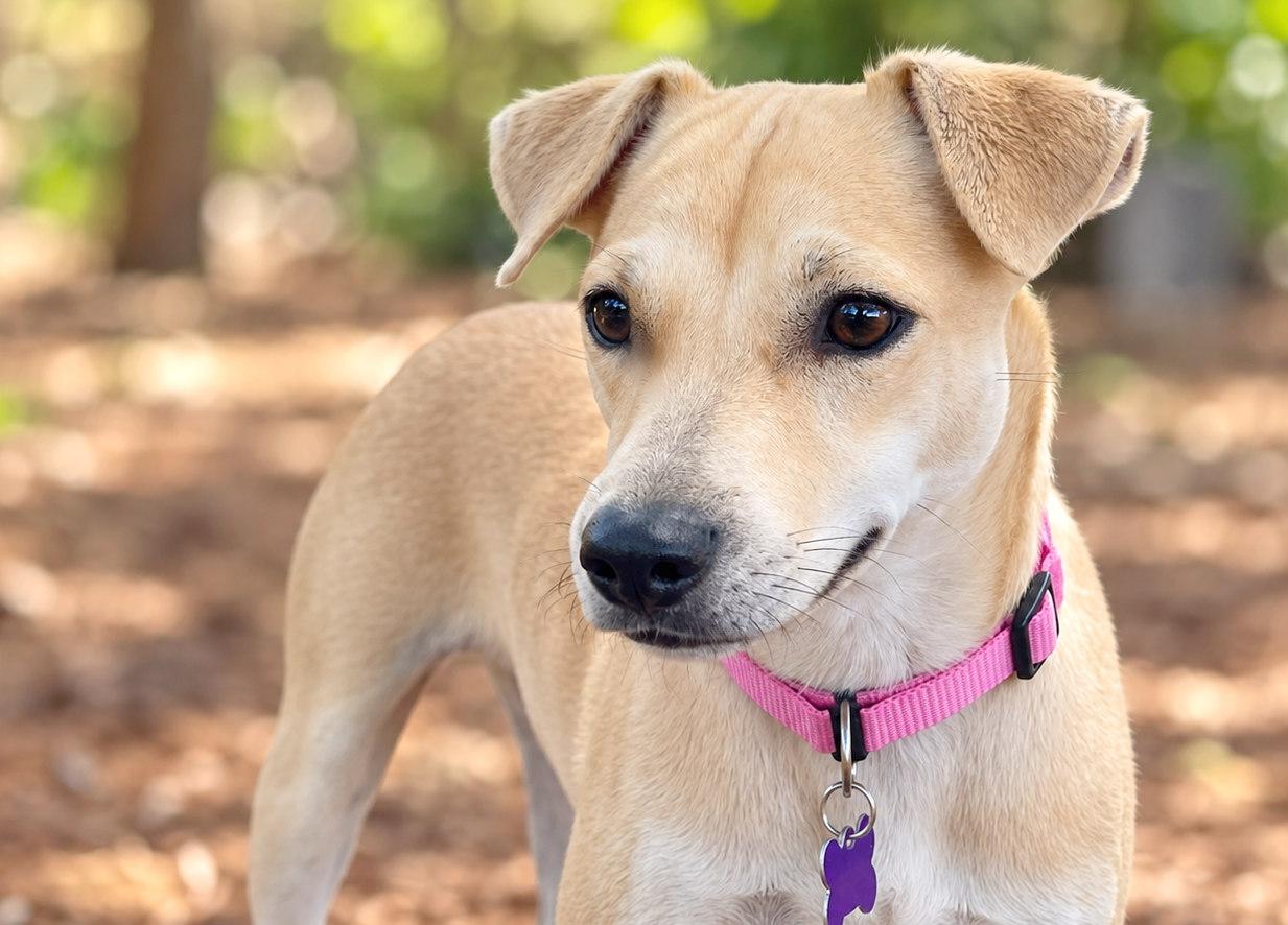 Enlarge Raelyn, a Adoptable mixed breed in Boerne, TX image 5/5