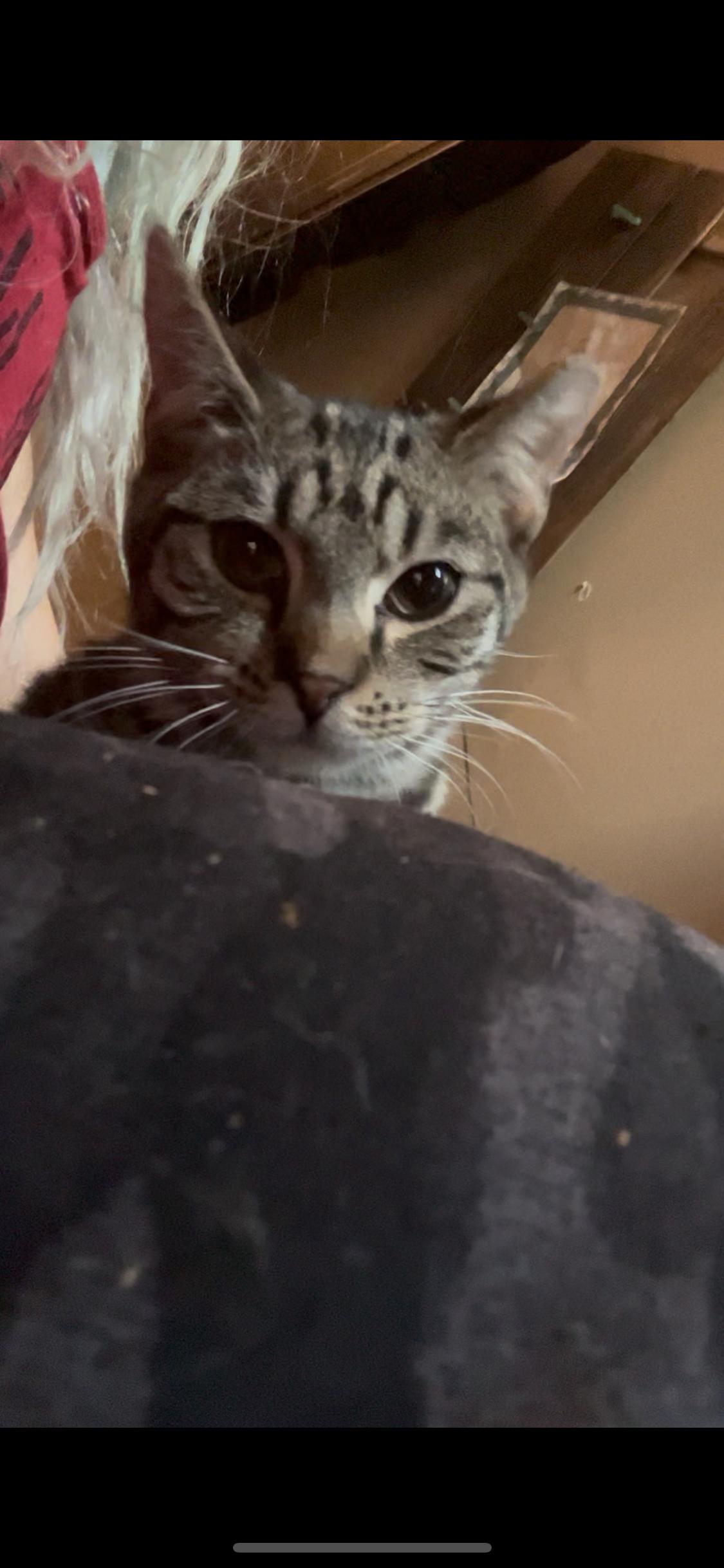 Enlarge Potato, a Adoptable Tabby in Newark valley, NY image 1/2