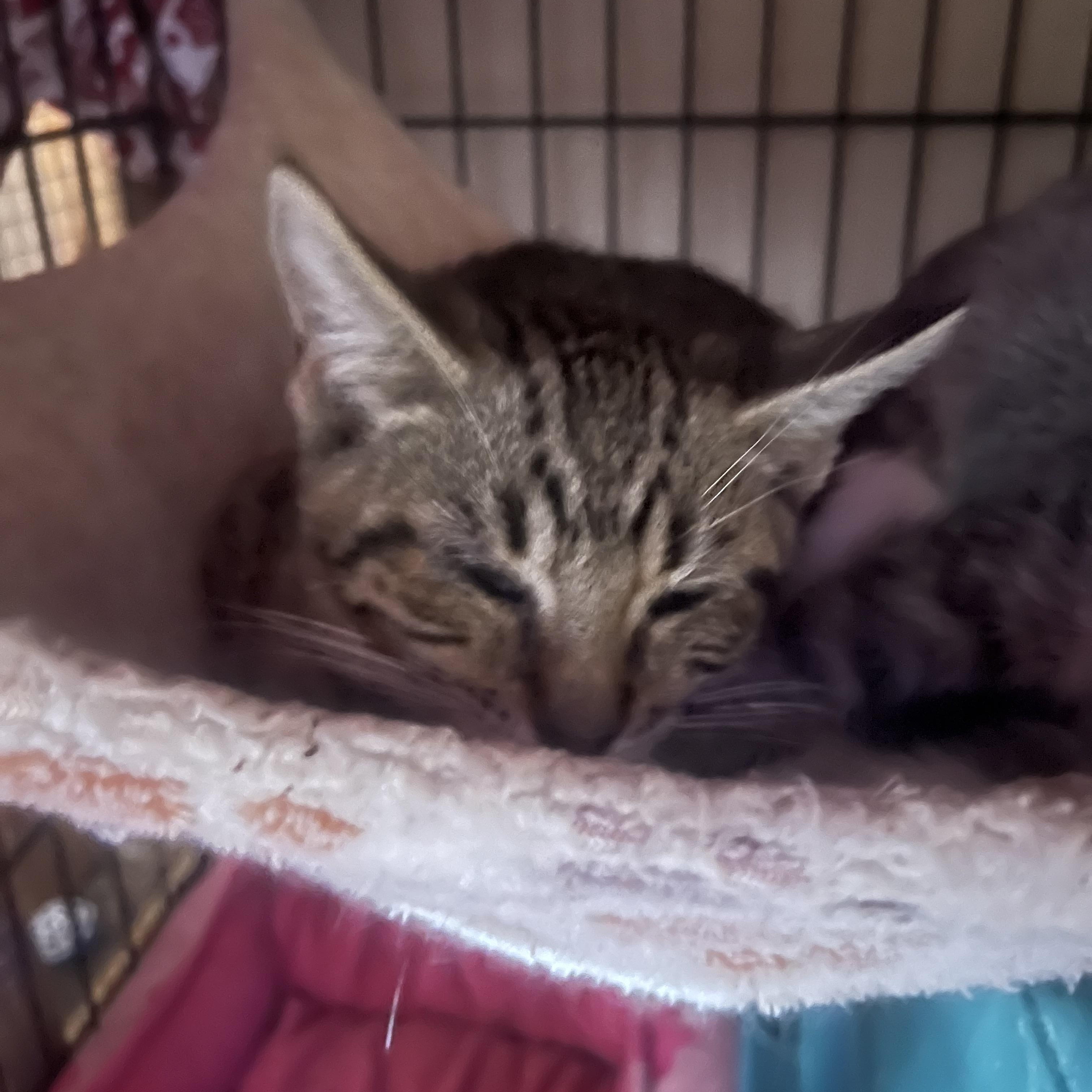 Enlarge Potato, a Adoptable Tabby in Newark valley, NY image 2/2