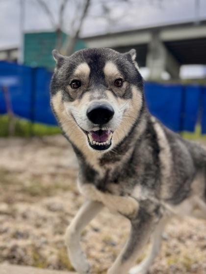 Kiero (in Foster), Adoptable, Adult Male Siberian Husky & Mixed Breed.