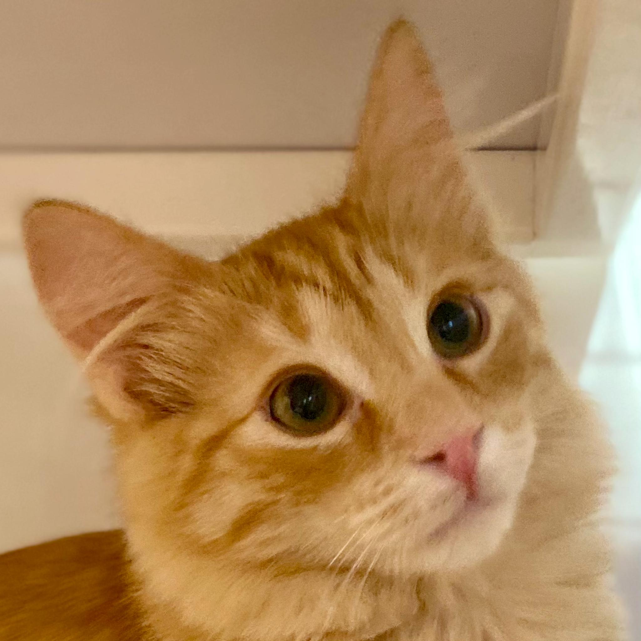 Gouda, Adopted, Young Female Domestic Medium Hair.