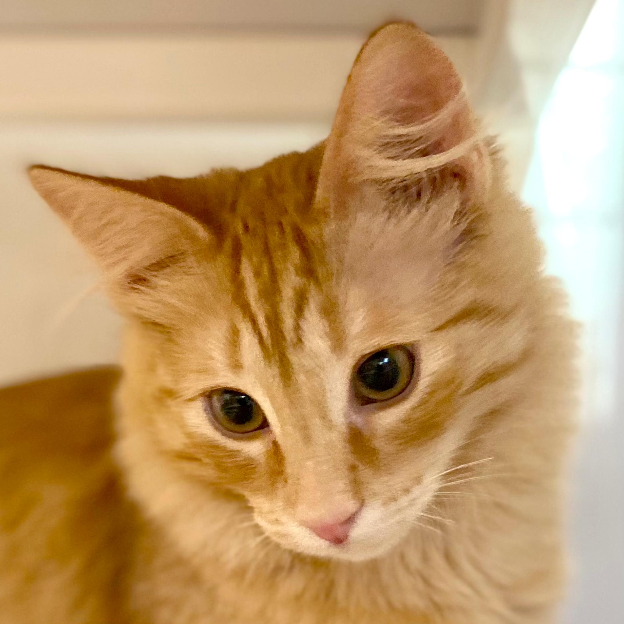 Enlarge Gouda, a Adopted mixed breed in Santa Fe, NM image 2/2