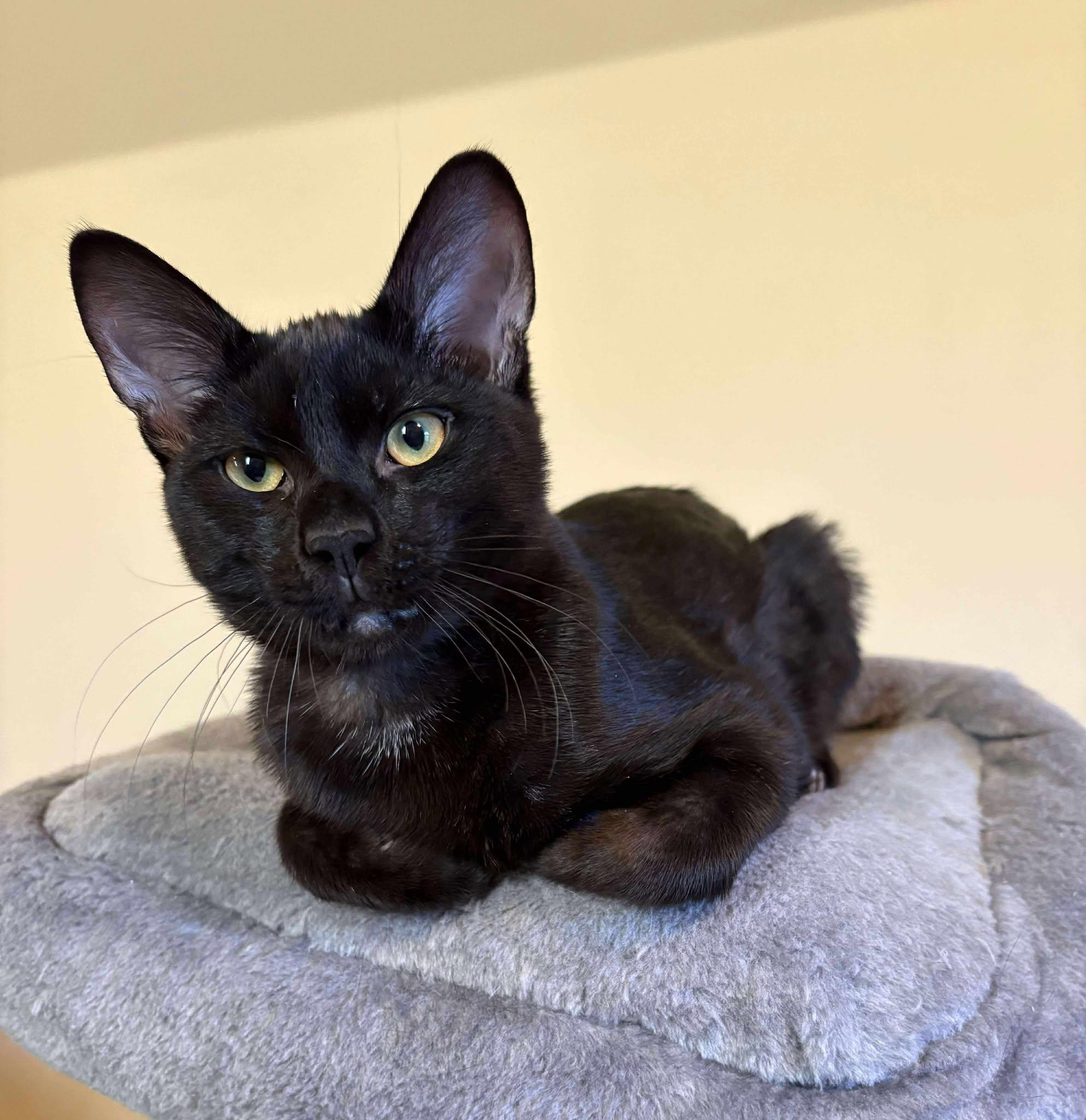 Dallis, a Adoptable Domestic Short Hair in Oakville, WA image 1/6