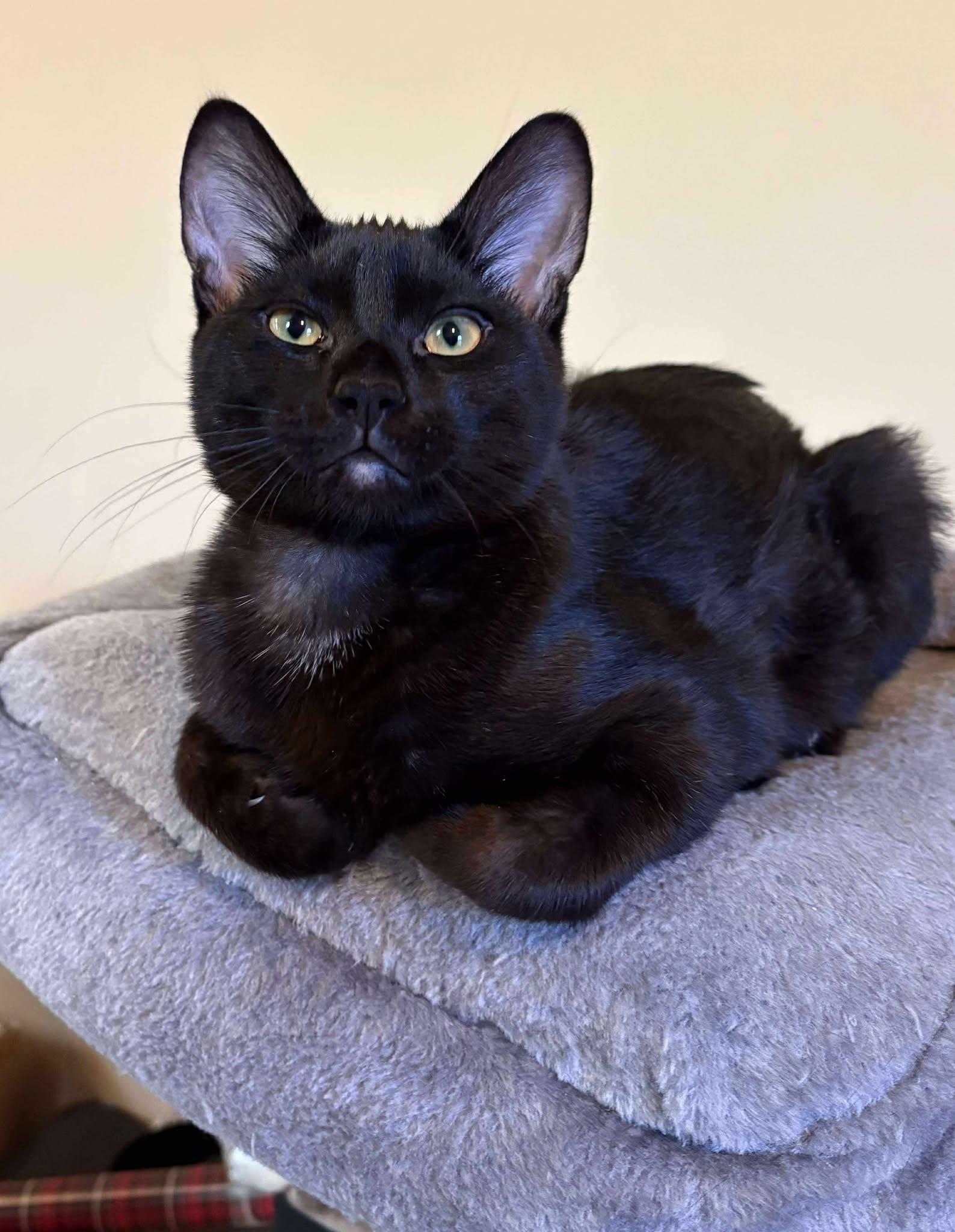 Dallis, a Adoptable Domestic Short Hair in Oakville, WA image 2/6