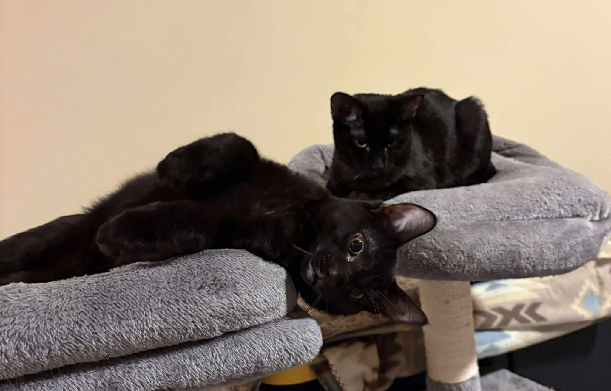 Dallis, a Adoptable Domestic Short Hair in Oakville, WA image 3/6