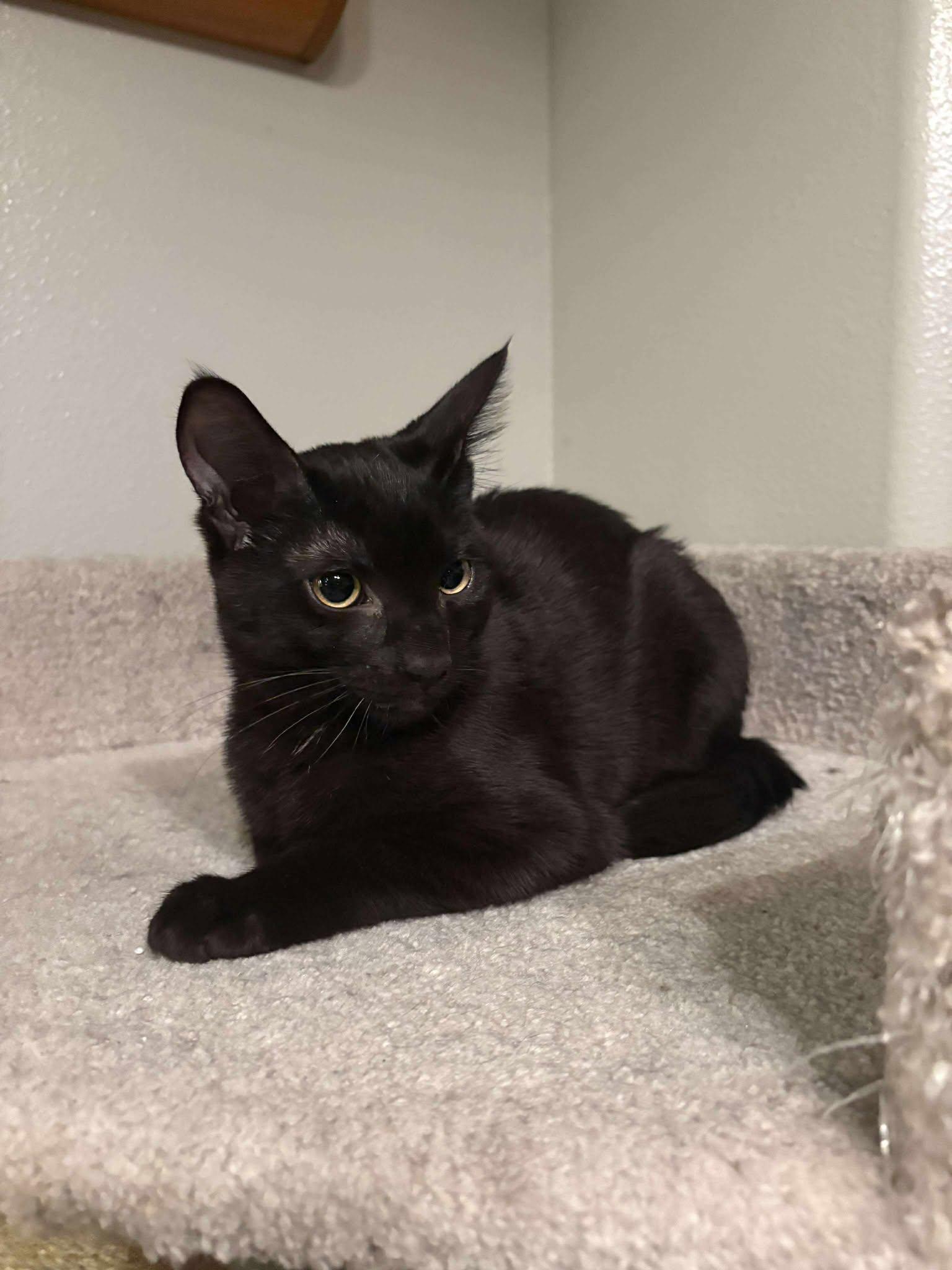 Dallis, a Adoptable Domestic Short Hair in Oakville, WA image 5/6