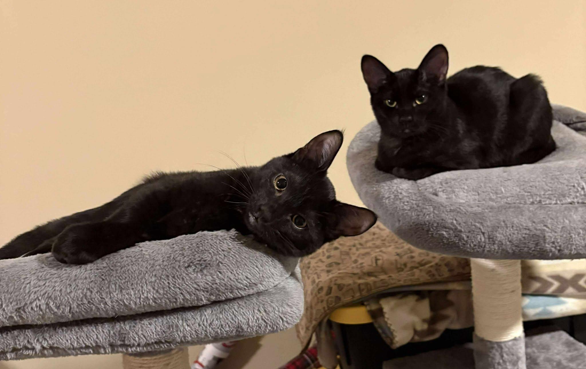 Dallis, Adoptable, Young Male Domestic Short Hair.