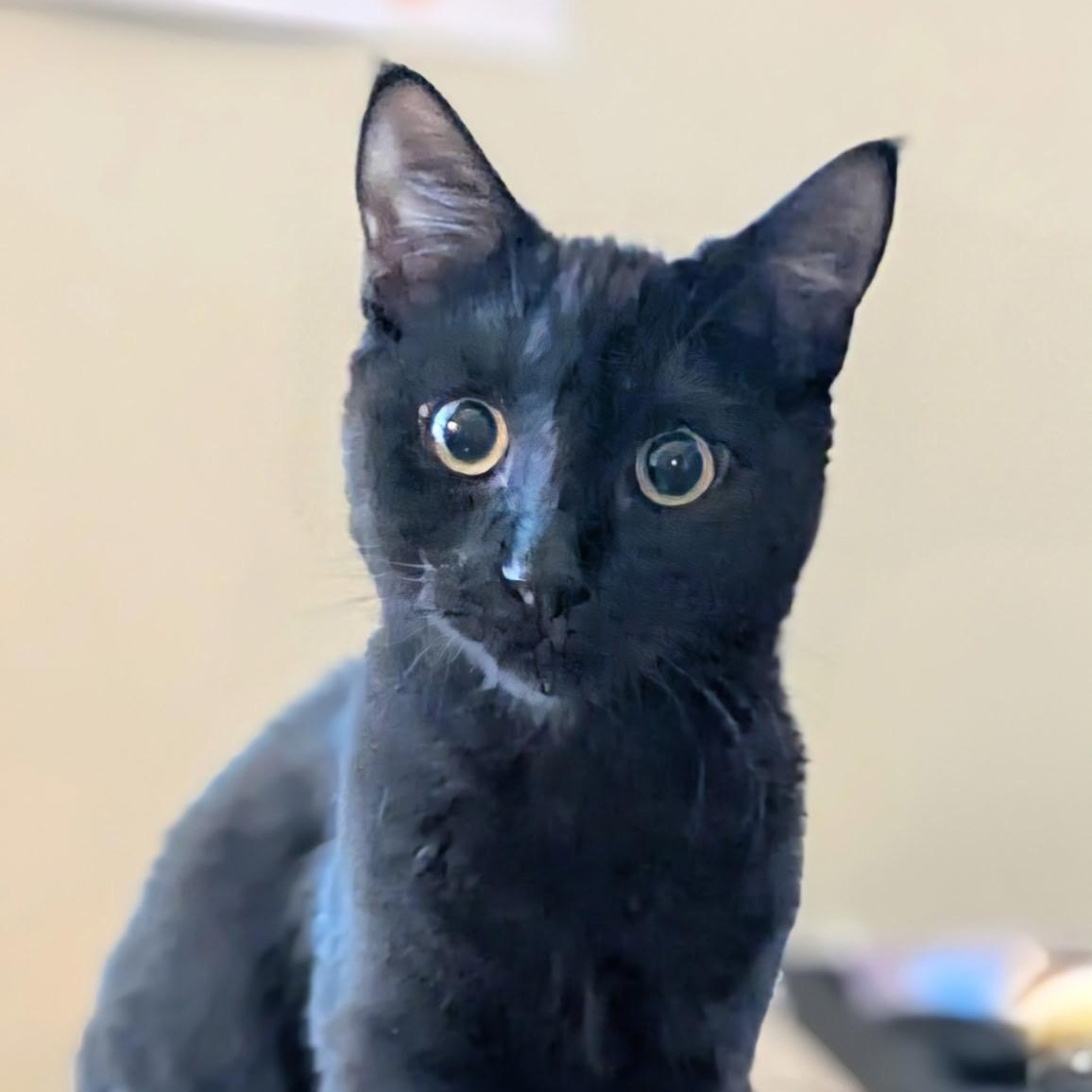 Lilly, Adoptable, Kitten Female Domestic Short Hair.