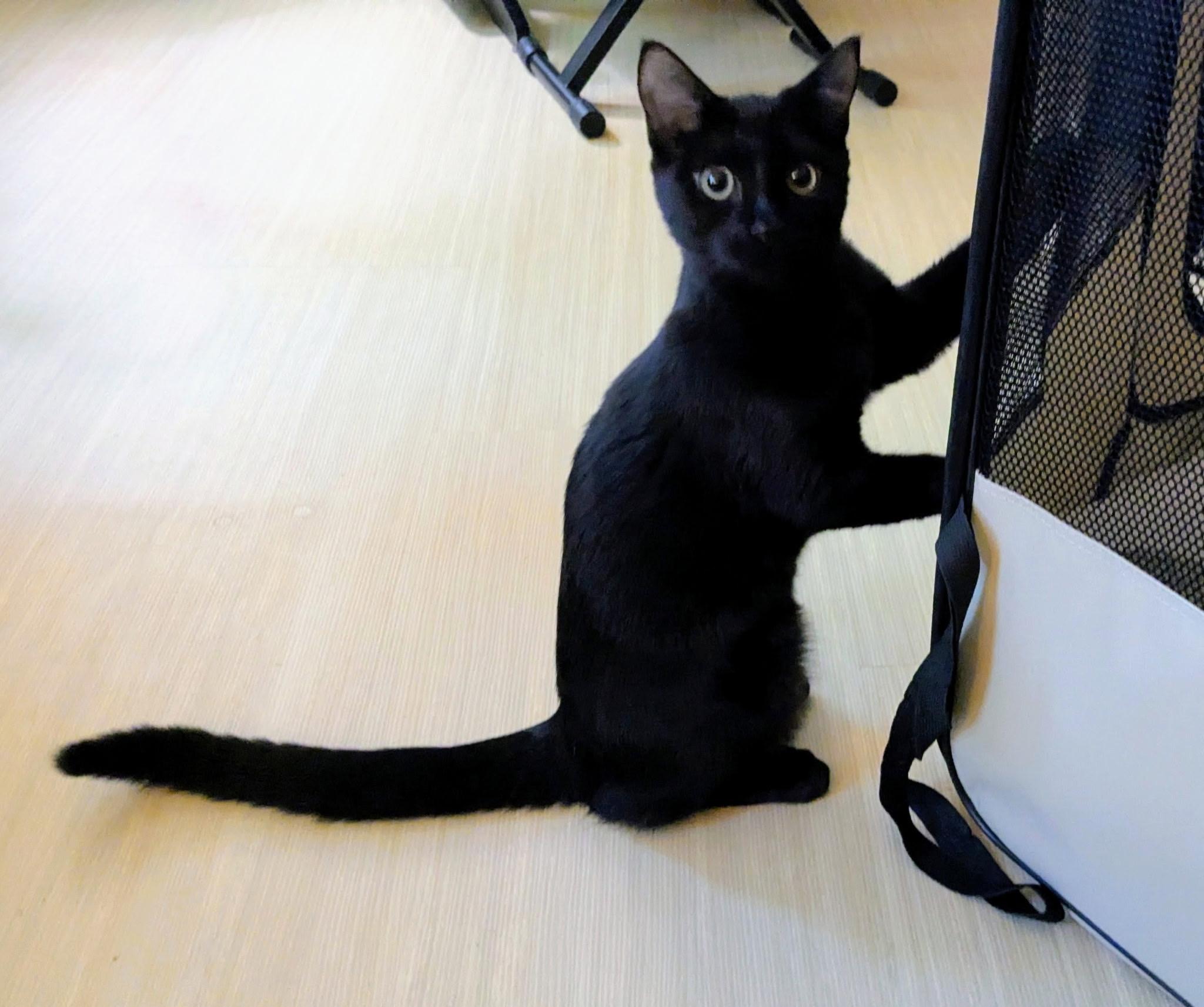 Enlarge Lilly, a Adoptable Domestic Short Hair in East Falmouth, MA image 2/2