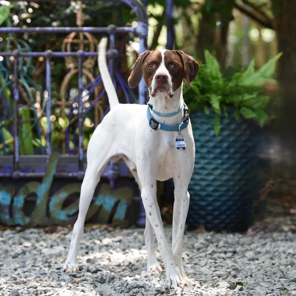 Enlarge Schneider, a Adoptable Pointer in Wake Forest, NC image 1/6