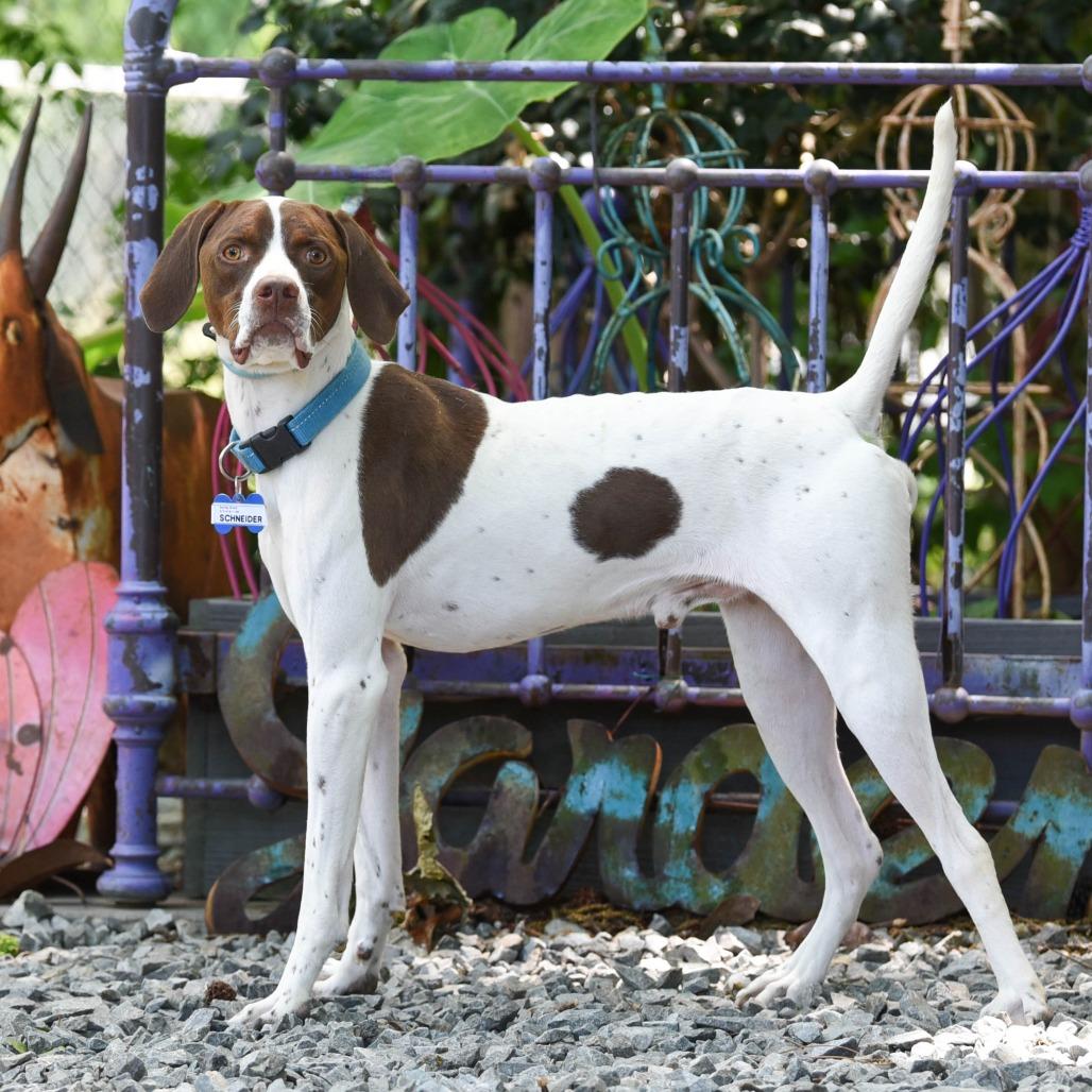 Enlarge Schneider, a Adoptable Pointer in Wake Forest, NC image 2/6
