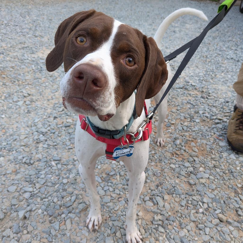 Enlarge Schneider, a Adoptable Pointer in Wake Forest, NC image 3/6