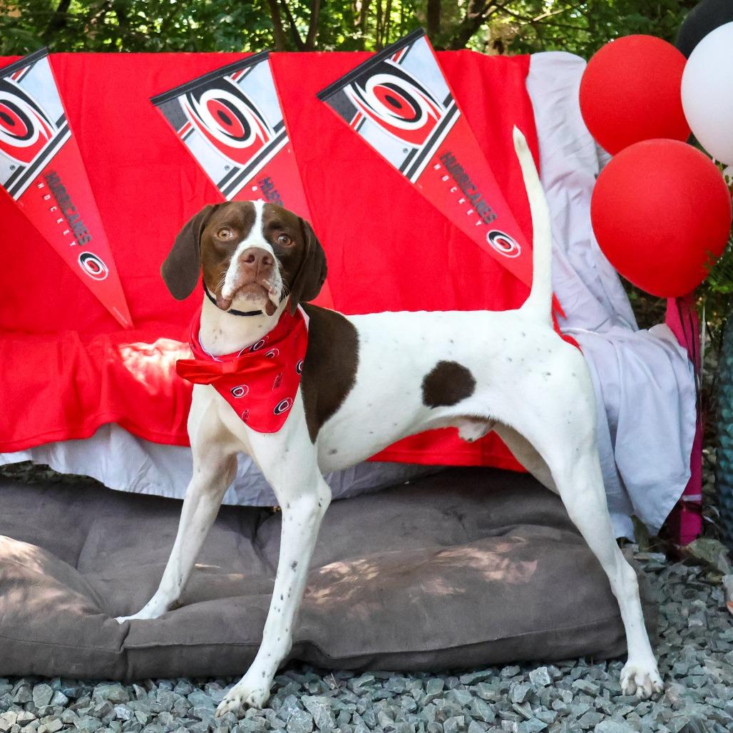 Enlarge Schneider, a Adoptable Pointer in Wake Forest, NC image 4/6