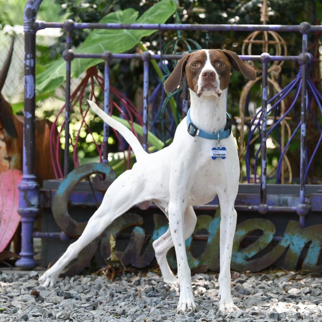 Enlarge Schneider, a Adoptable Pointer in Wake Forest, NC image 5/6