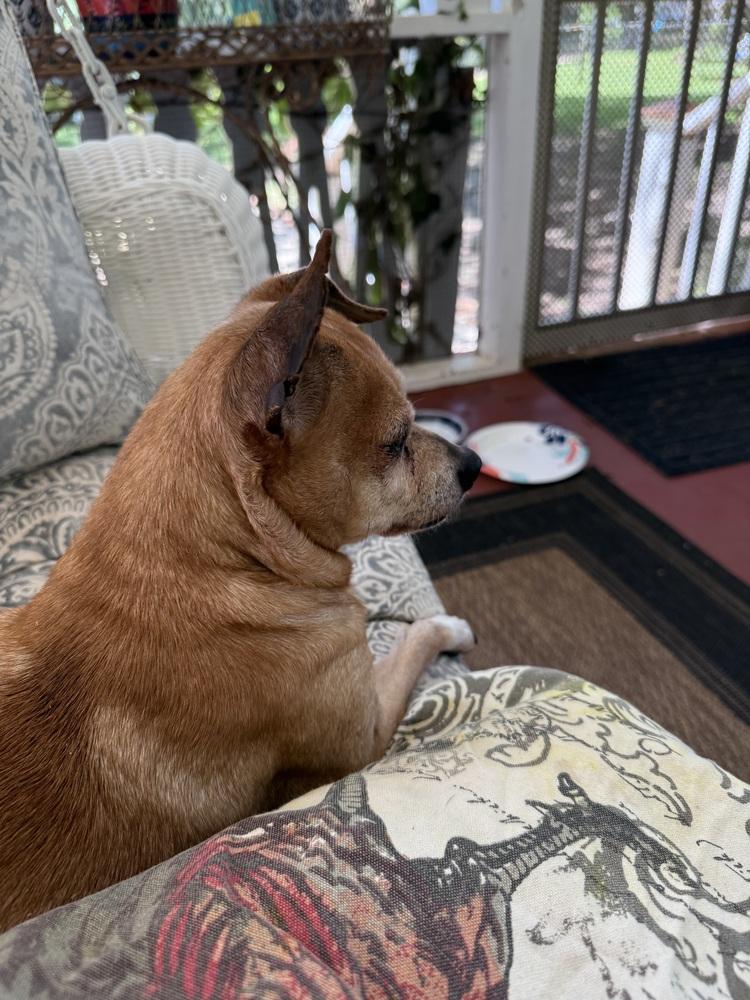 Chipper - Courtesy Listing, Adoptable, Senior Male Chihuahua.